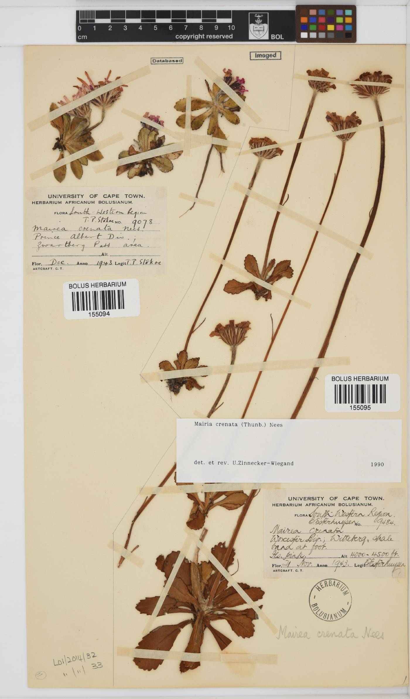 Mairia crenata image