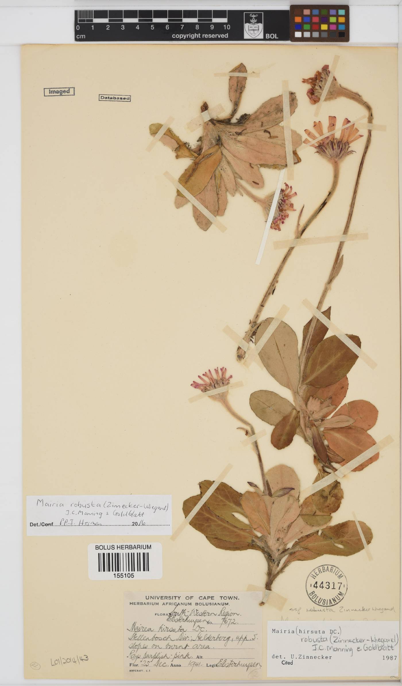 Mairia robusta image
