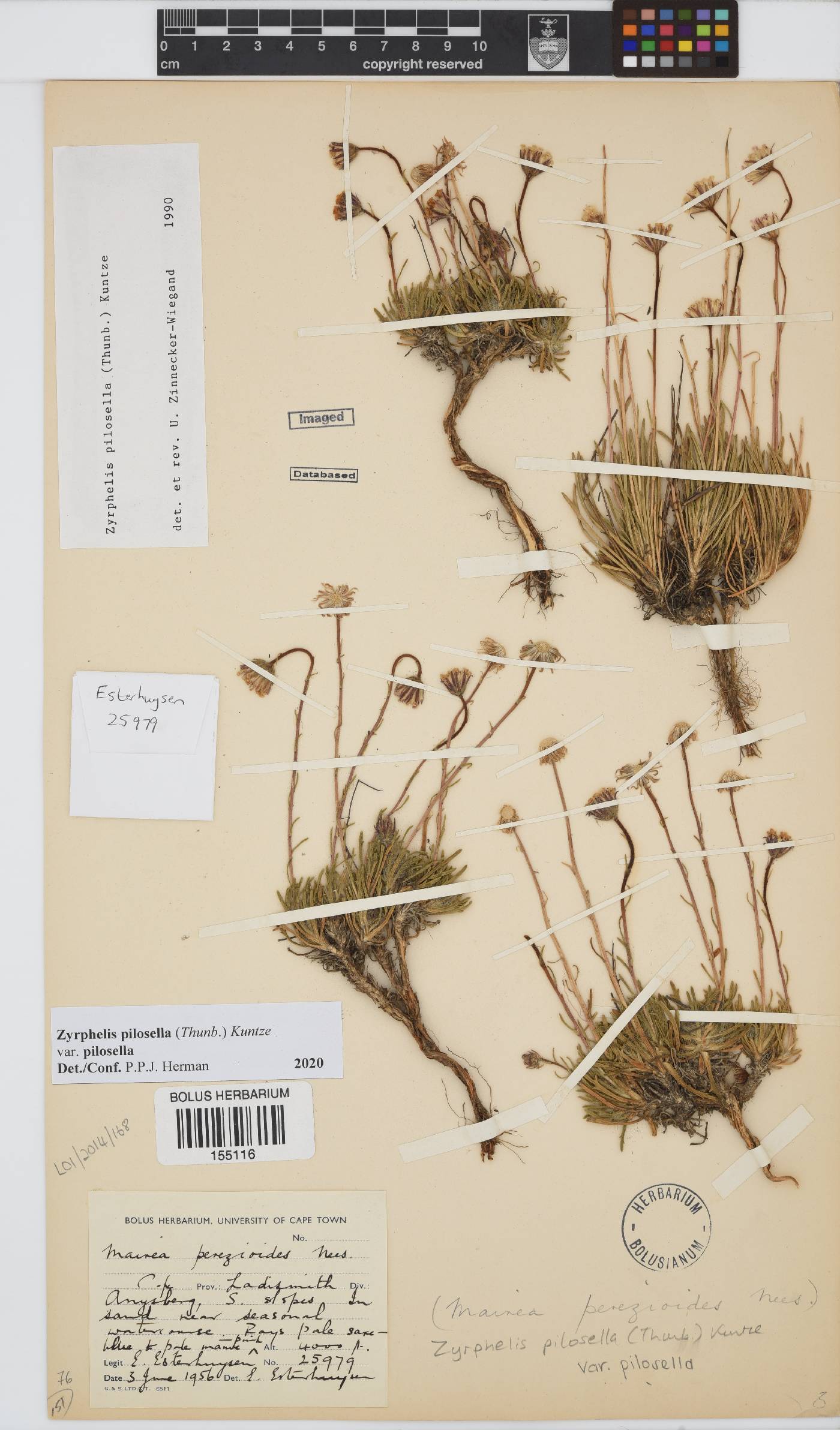 Zyrphelis pilosella image