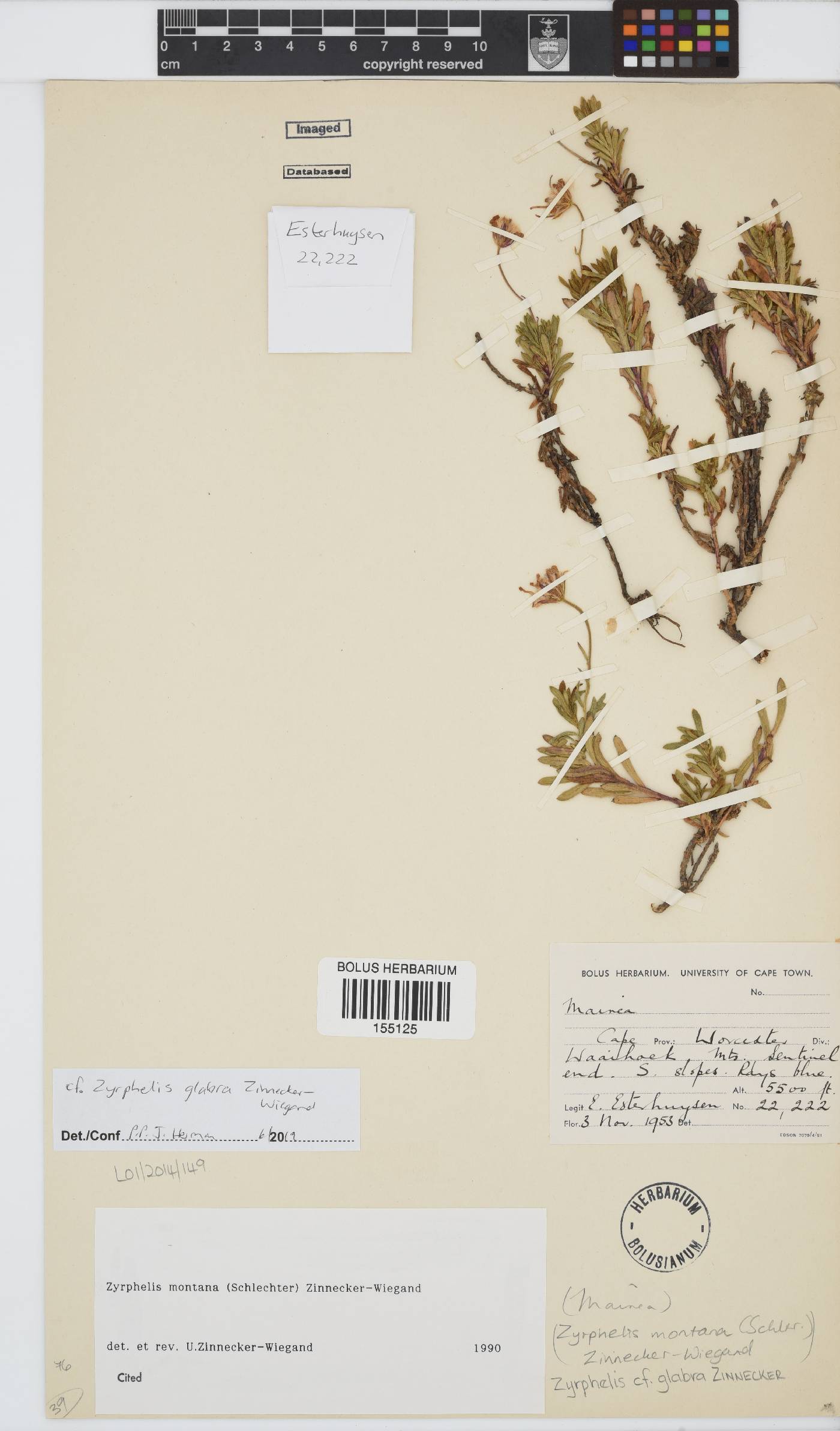 Zyrphelis glabra image