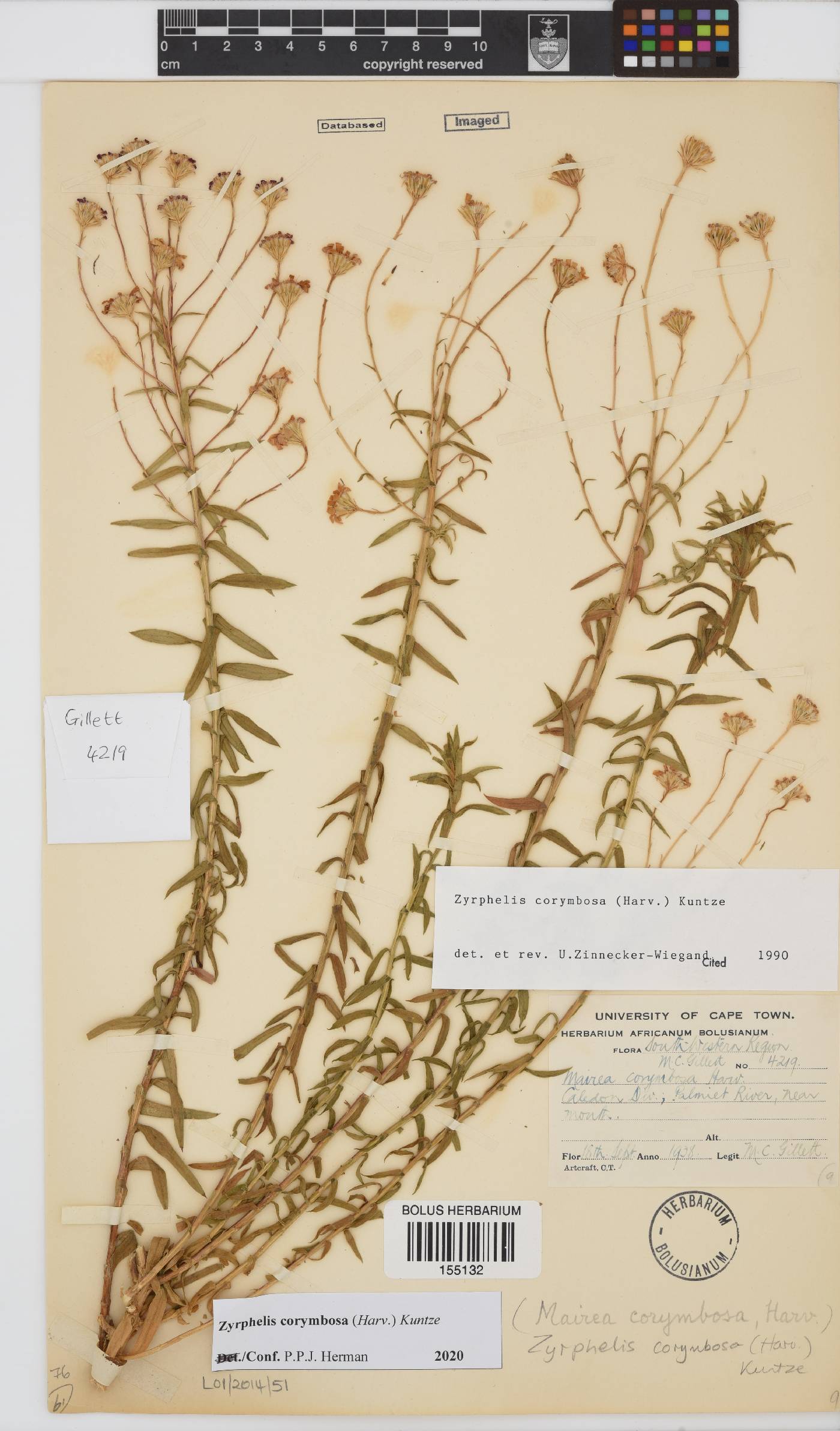 Zyrphelis corymbosa image