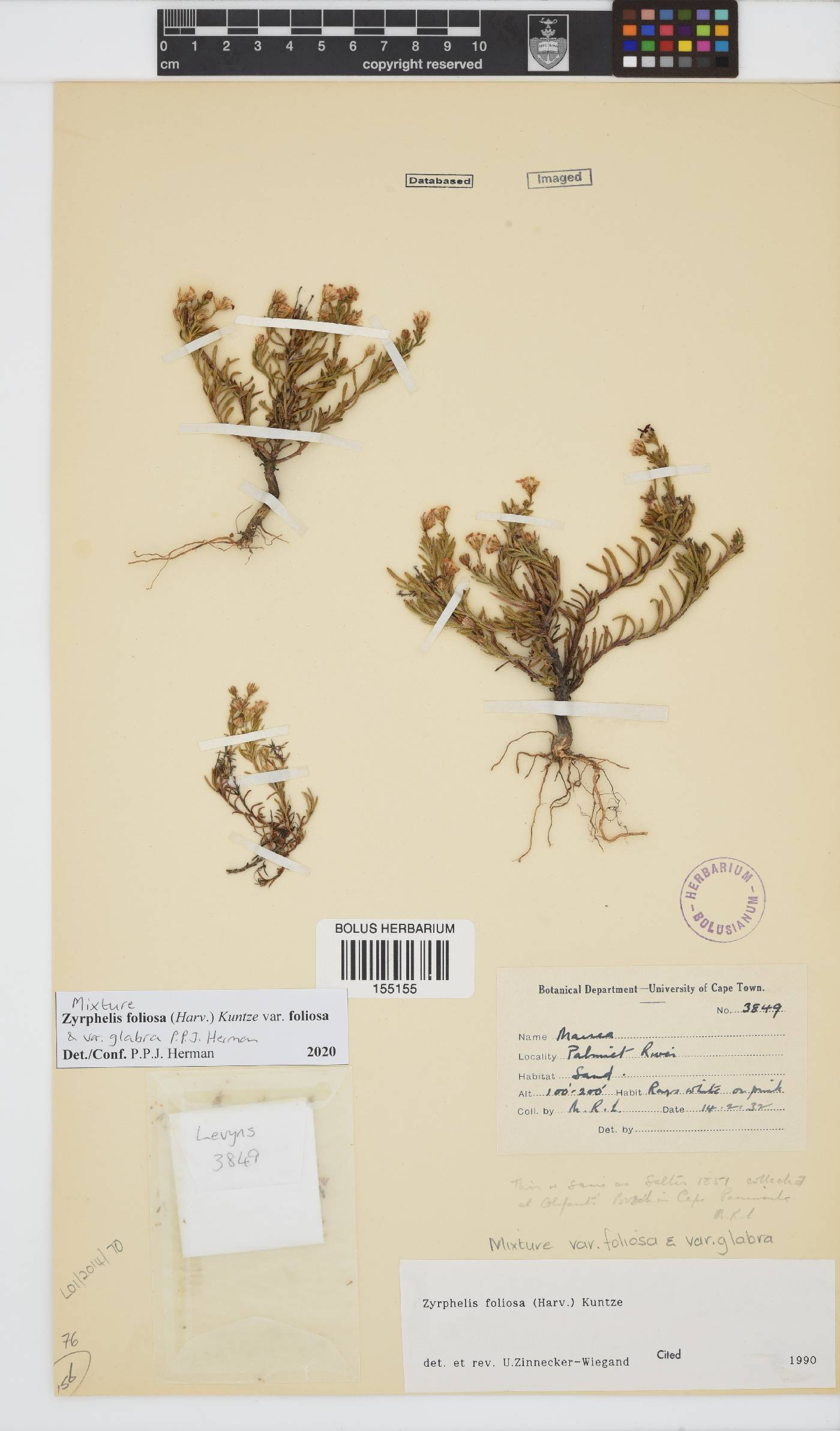 Zyrphelis foliosa var. foliosa image