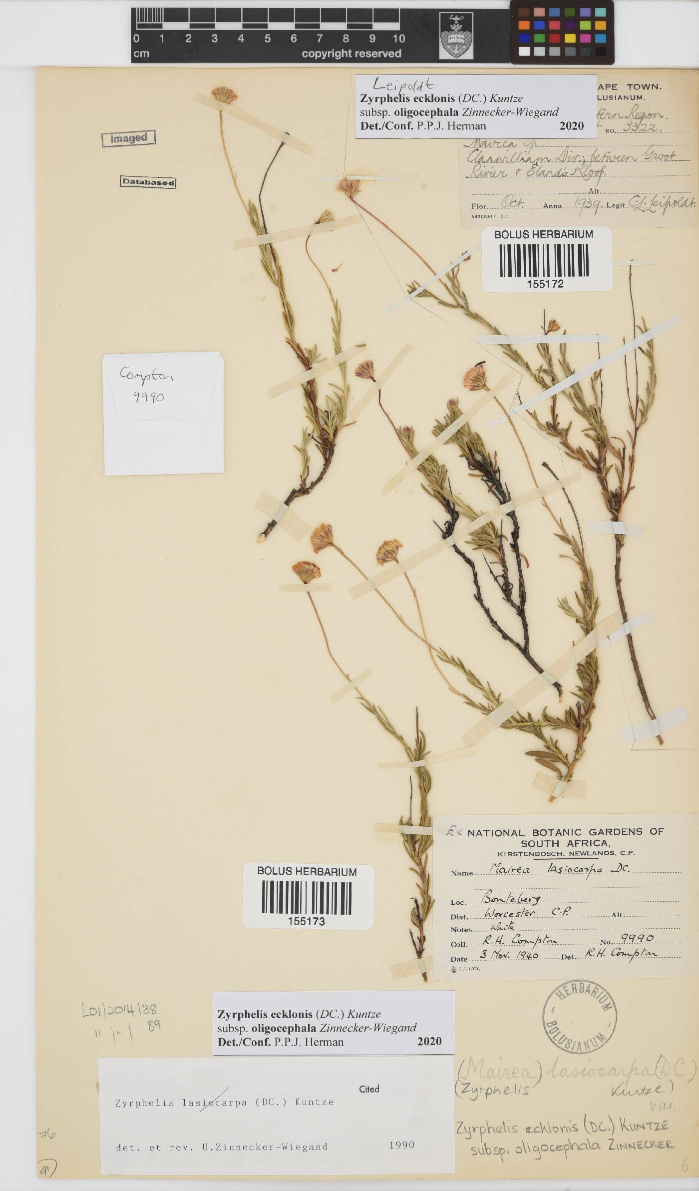 Zyrphelis ecklonis subsp. oligocephala image
