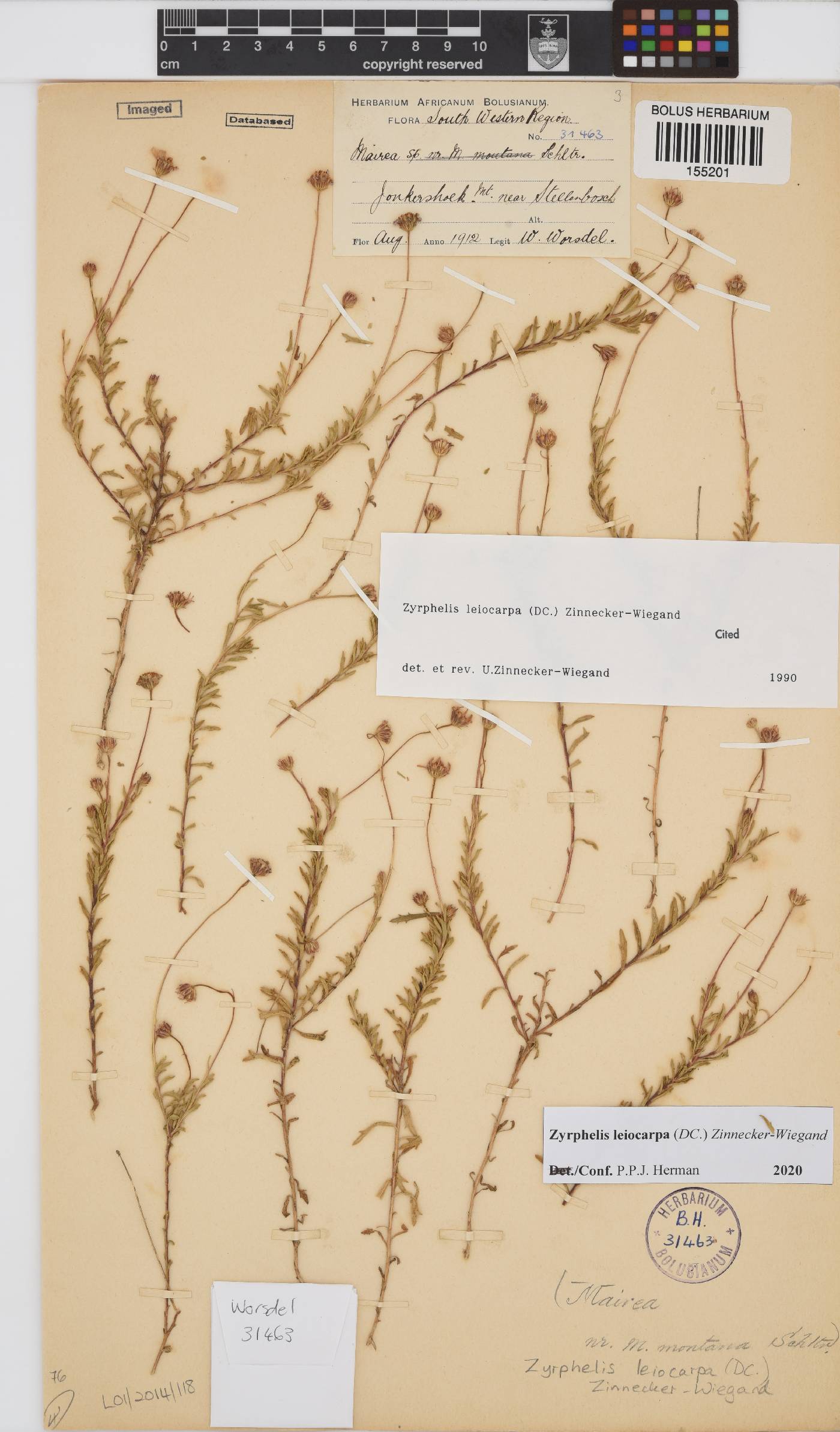 Zyrphelis leiocarpa image