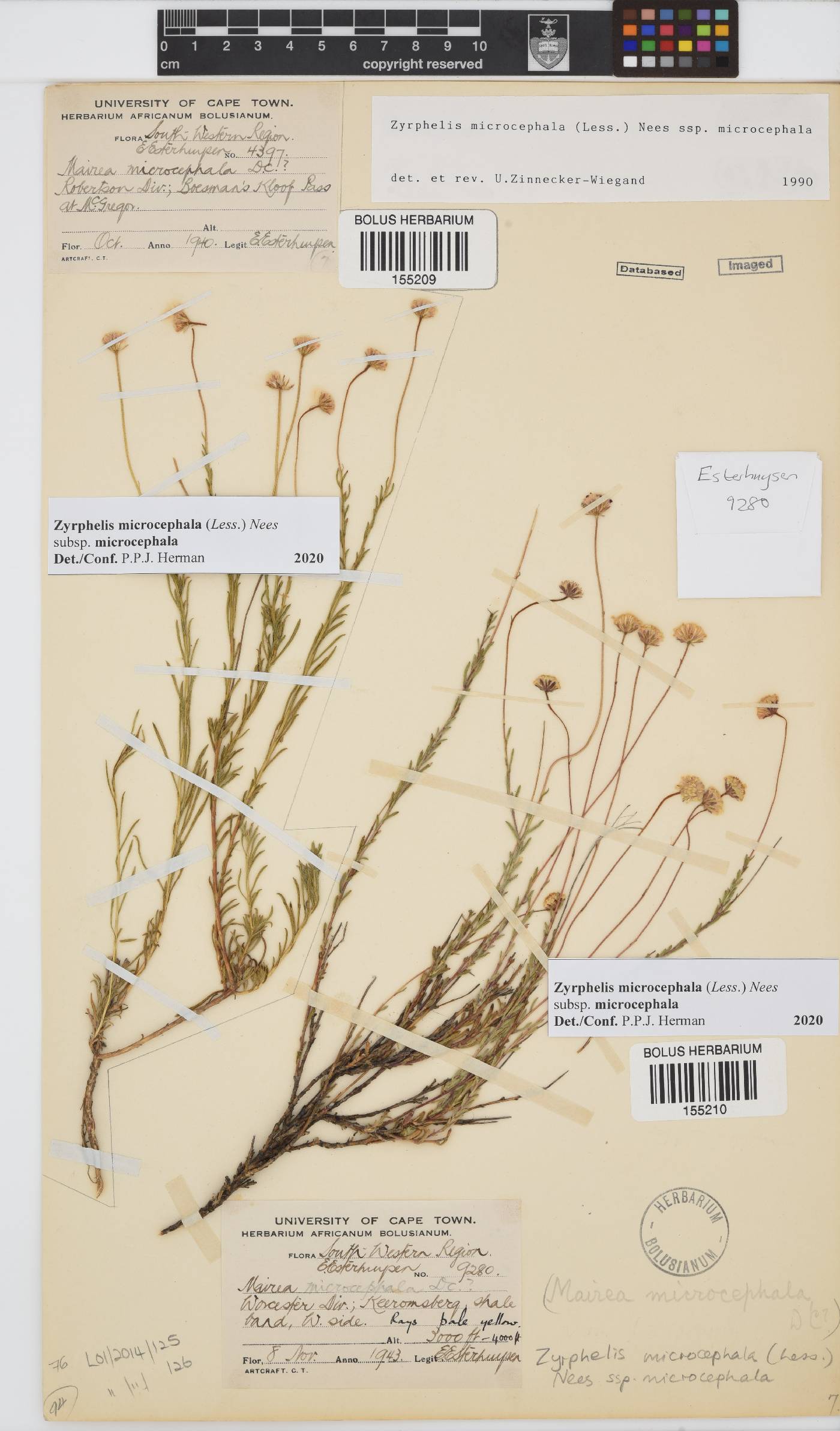 Zyrphelis microcephala image