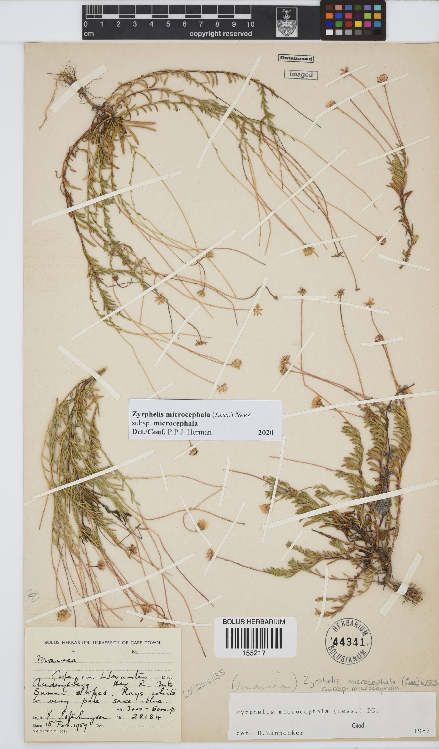 Zyrphelis microcephala image