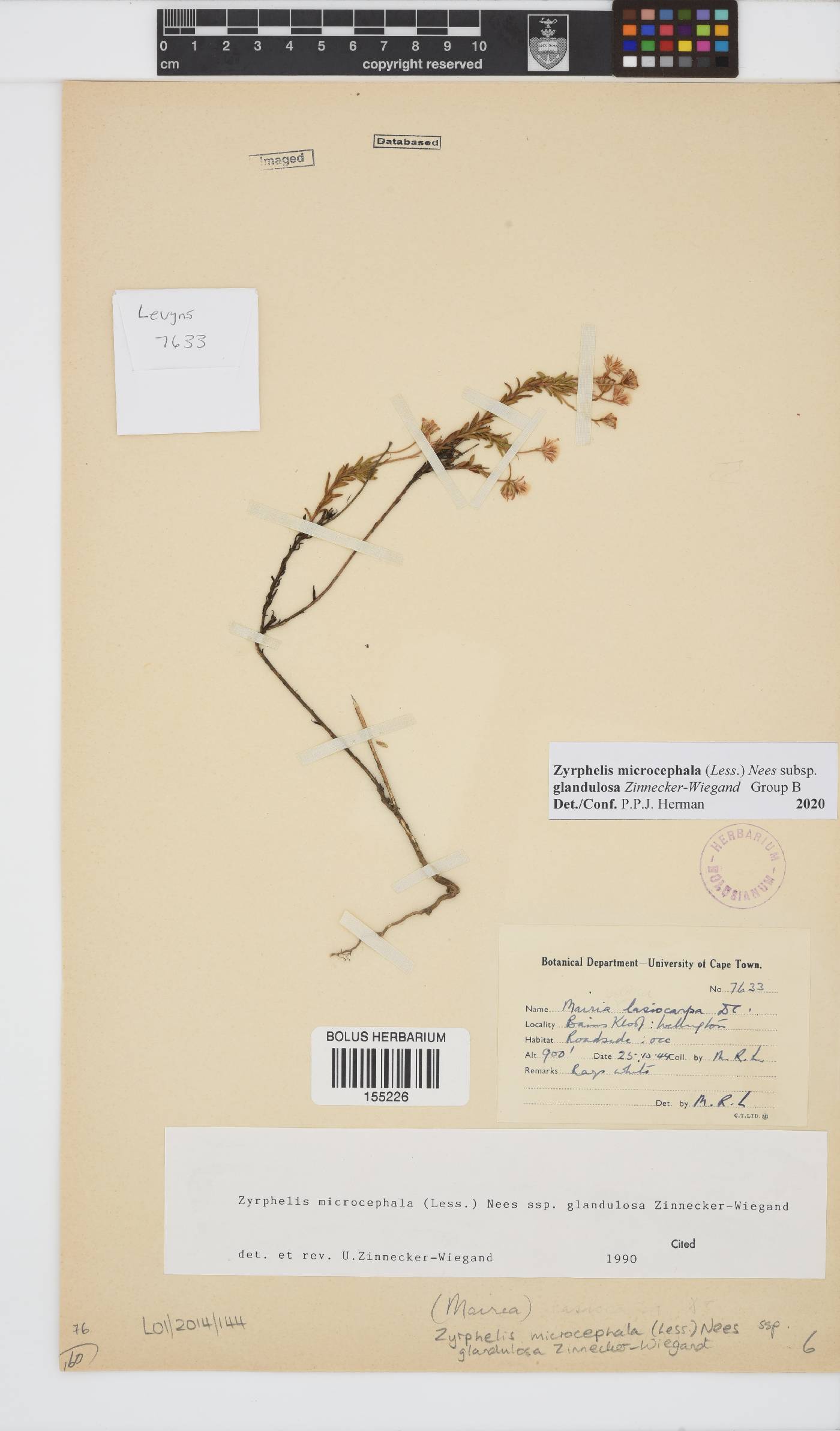 Zyrphelis microcephala subsp. glandulosa image