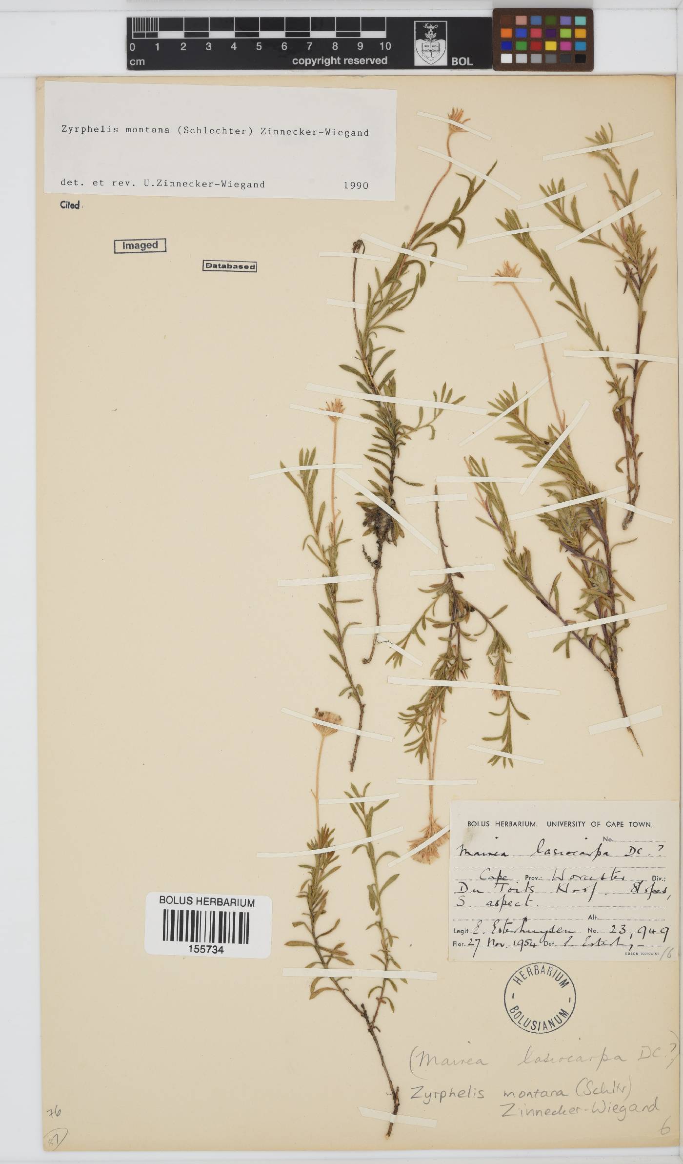 Zyrphelis montana image