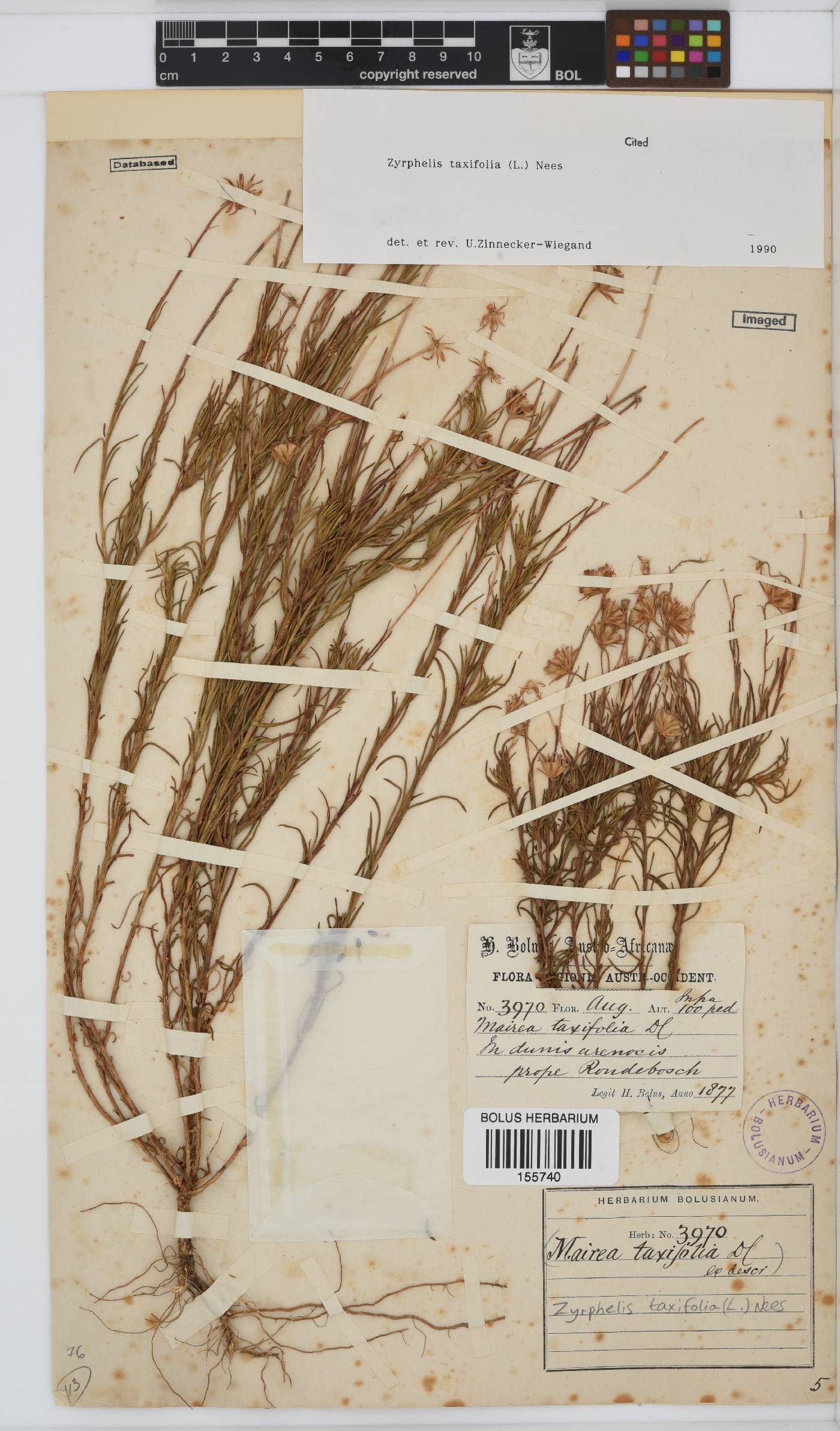 Zyrphelis taxifolia image