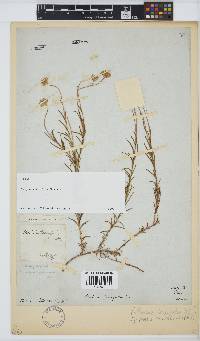 Zyrphelis taxifolia image