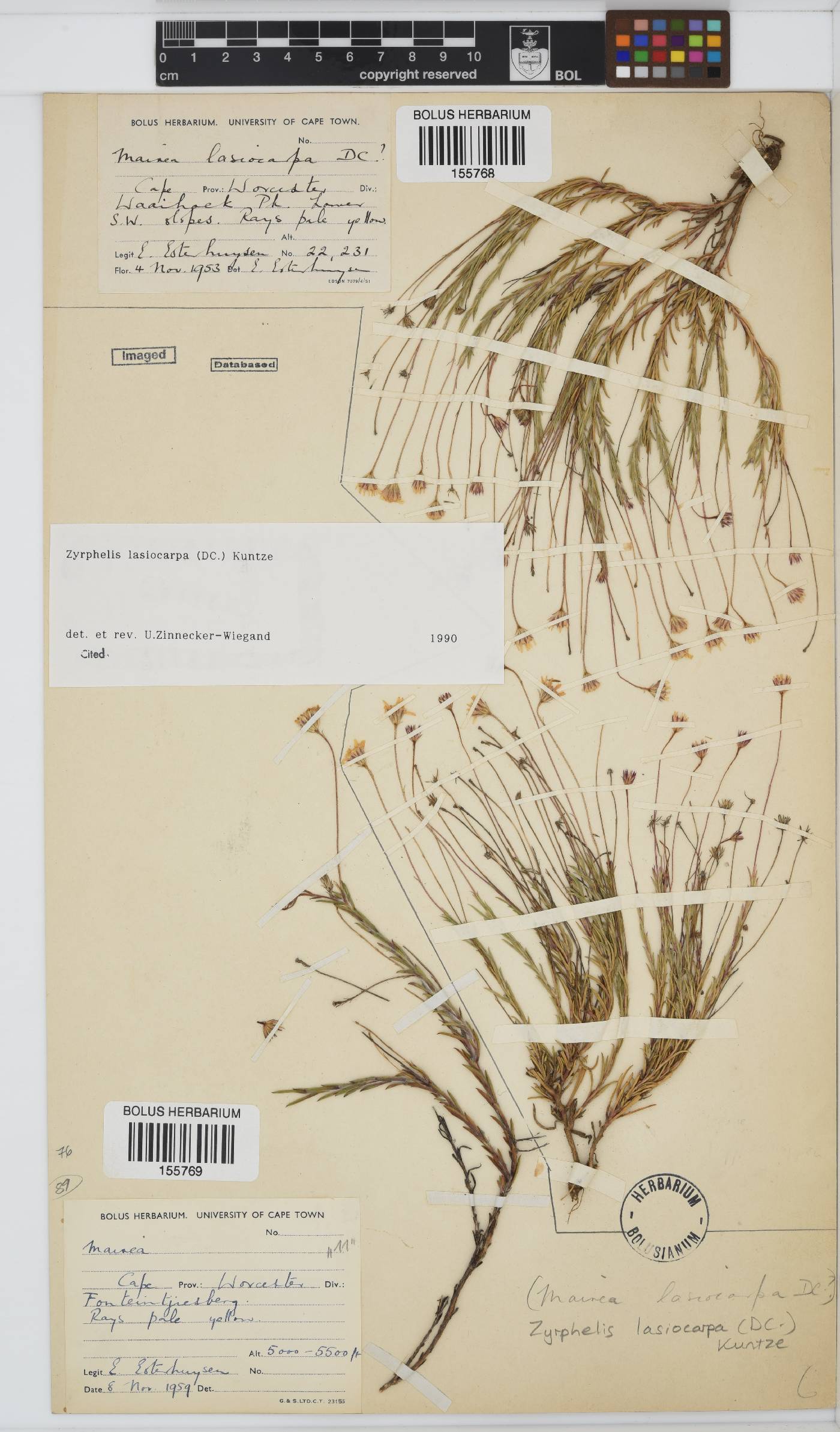 Zyrphelis lasiocarpa image