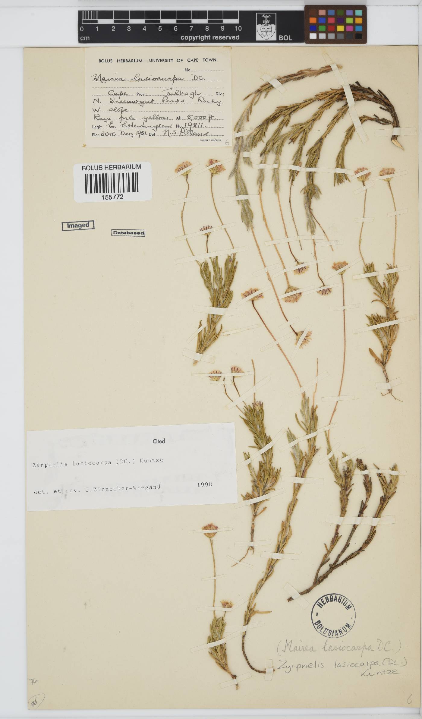 Zyrphelis lasiocarpa image