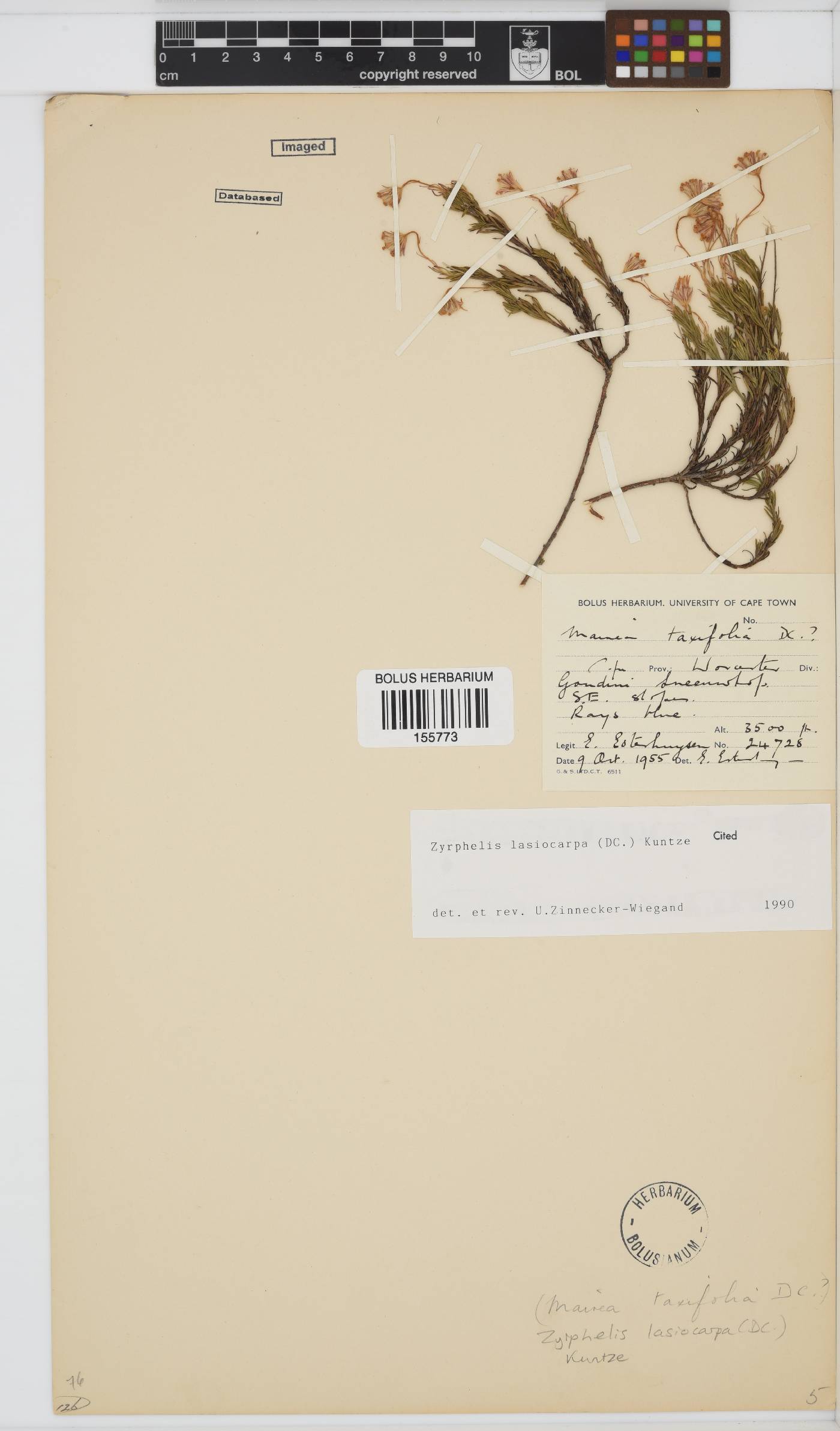 Zyrphelis lasiocarpa image