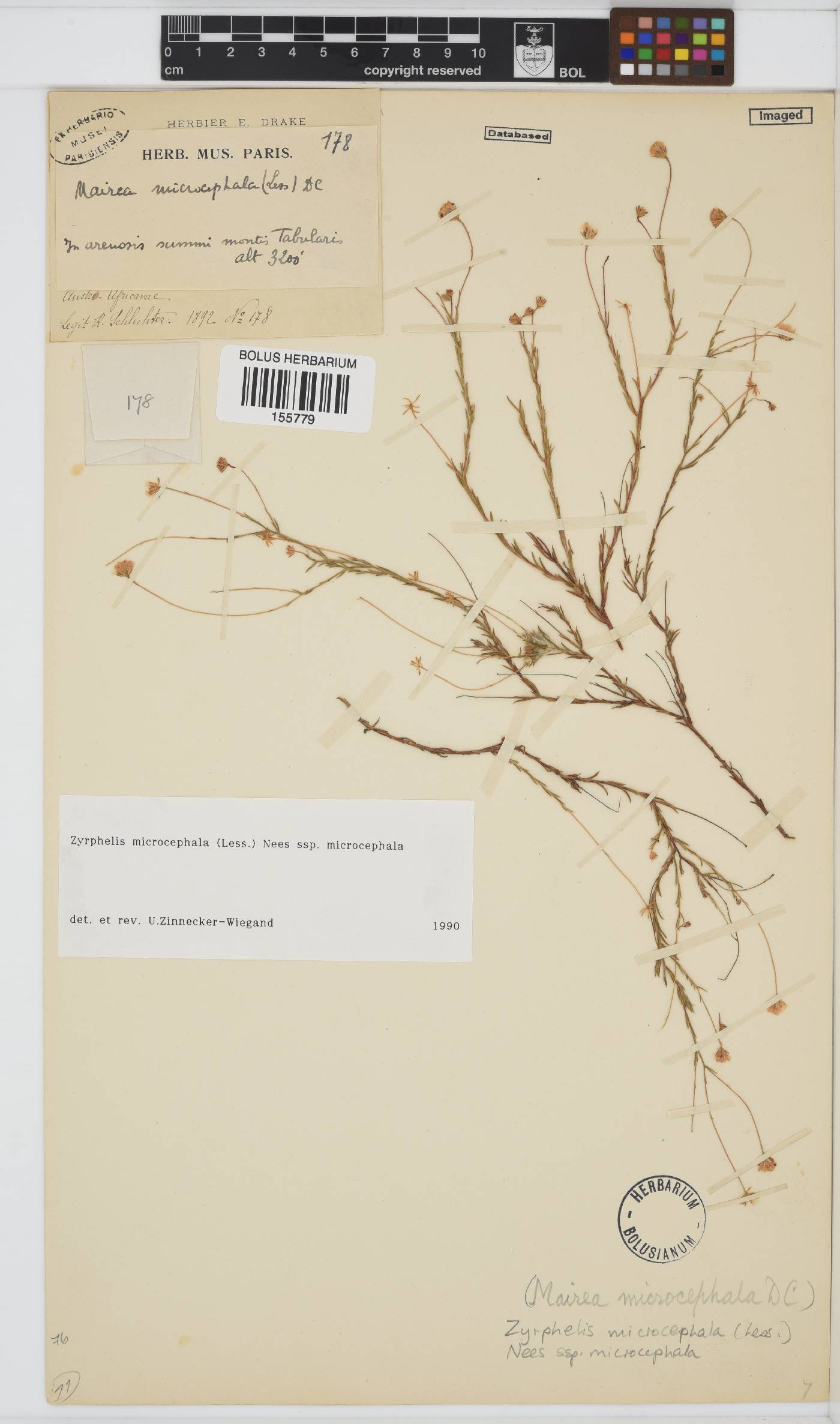 Zyrphelis microcephala subsp. microcephala image