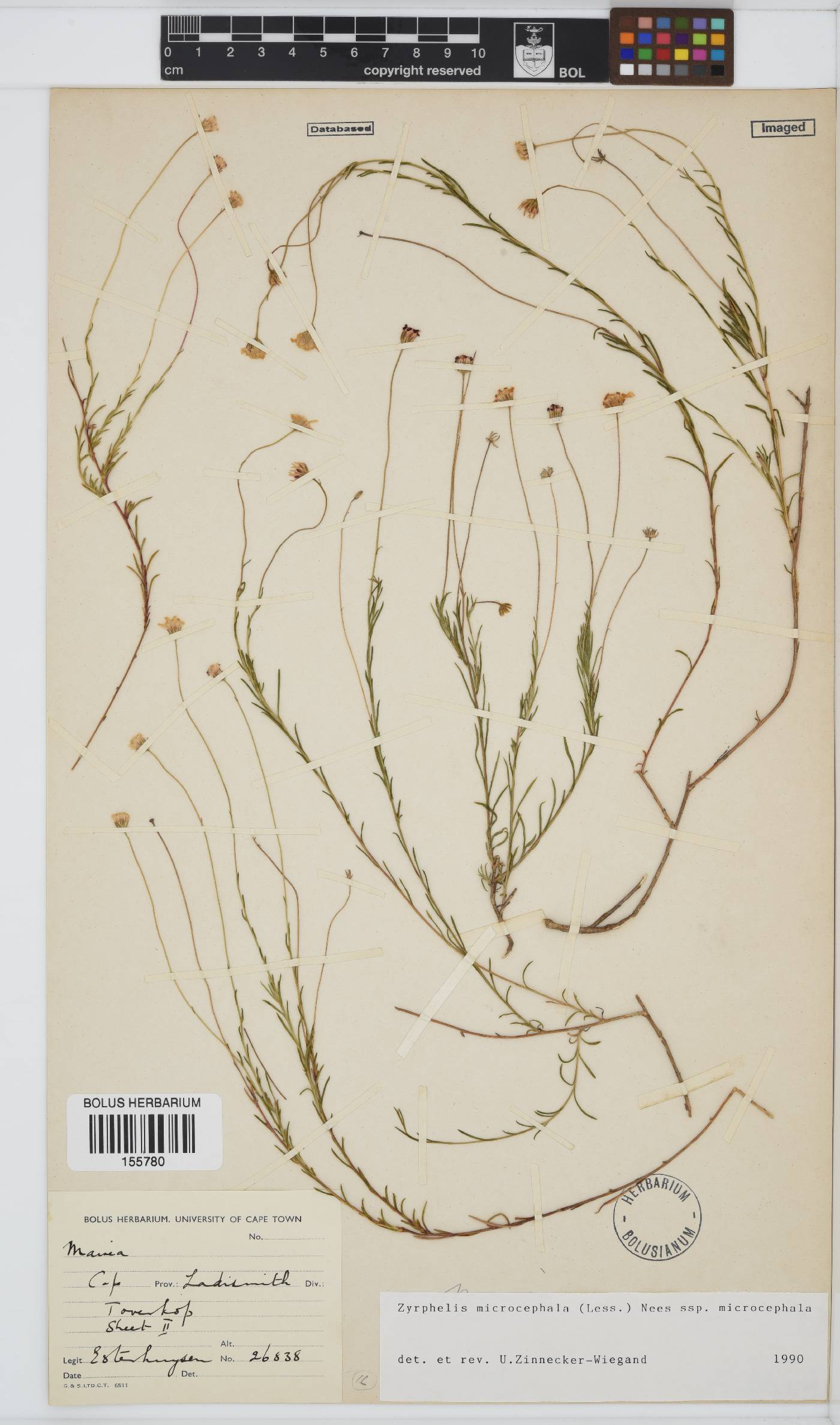 Zyrphelis microcephala image