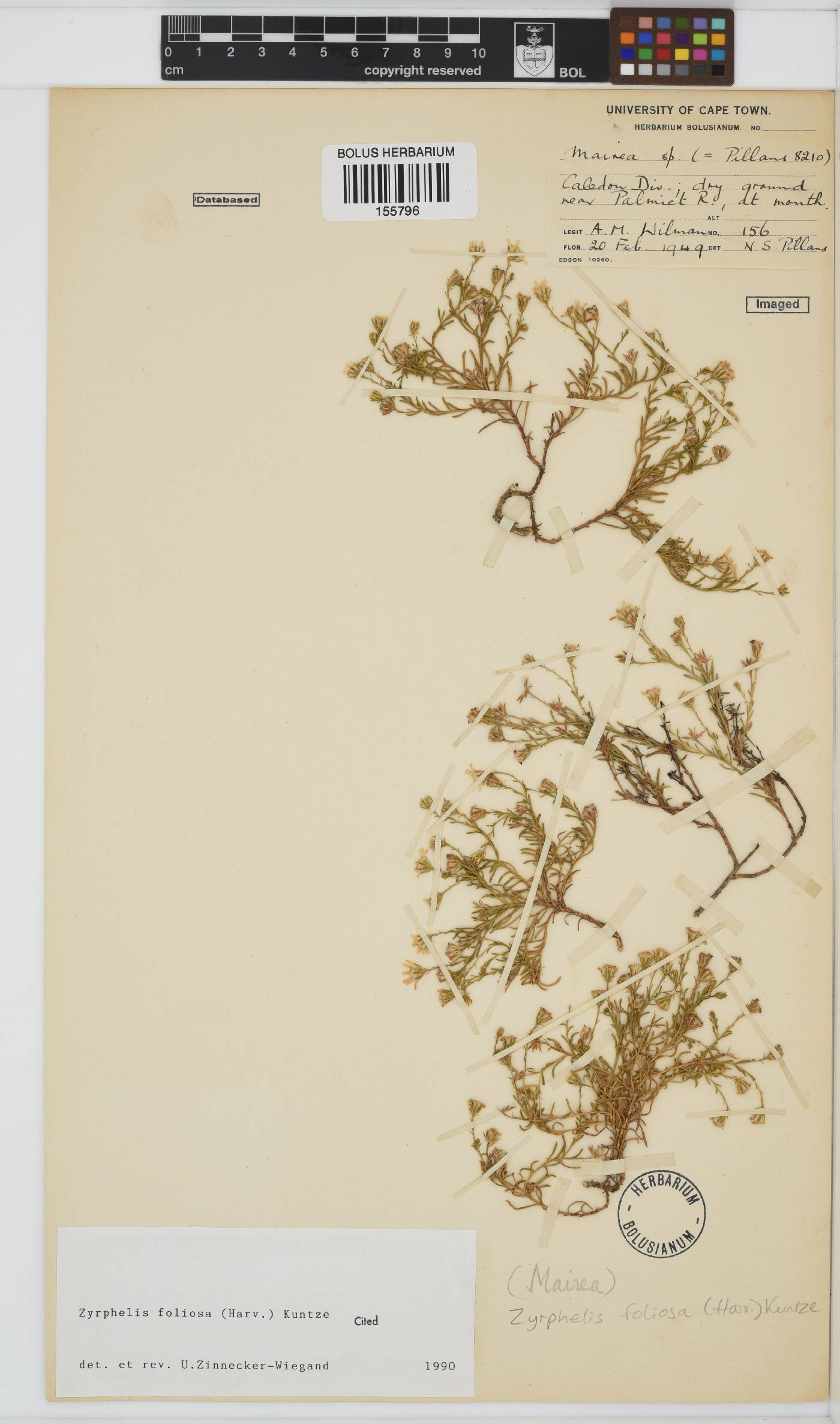 Zyrphelis foliosa image