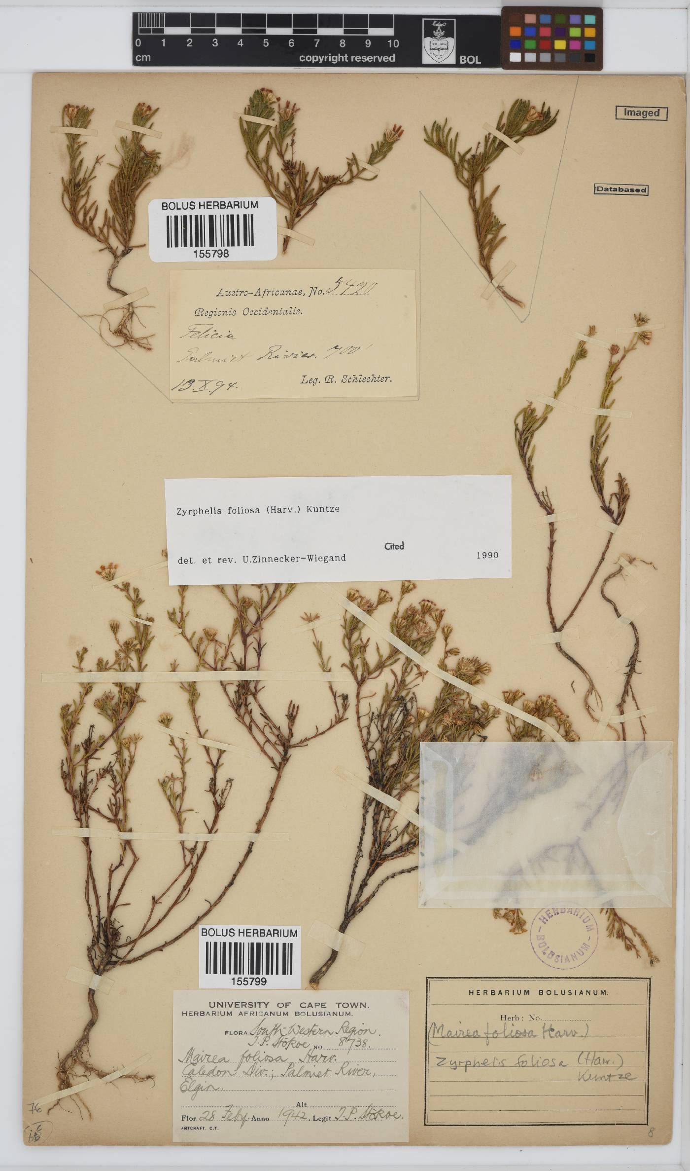 Zyrphelis foliosa image