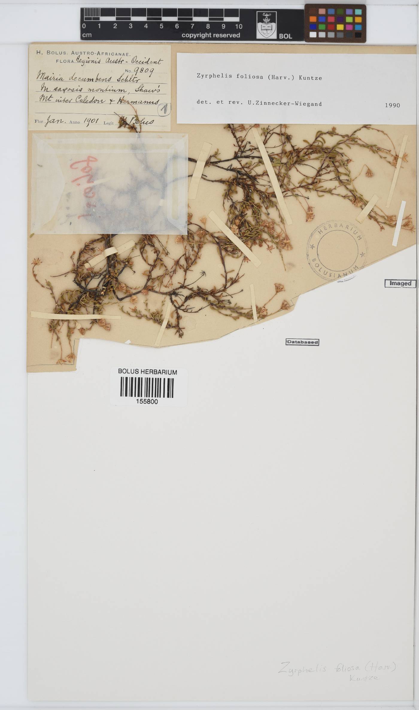 Zyrphelis foliosa image