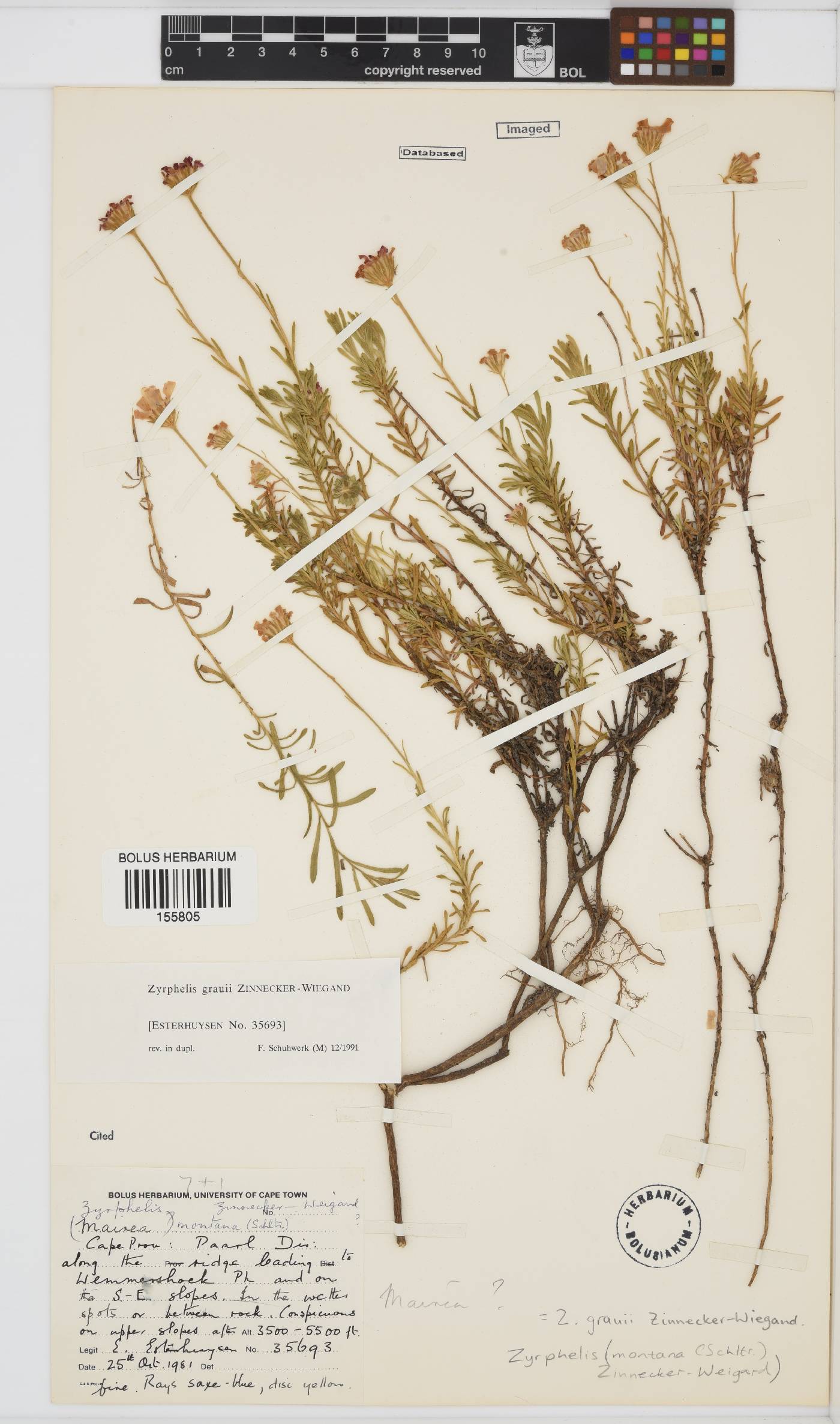Zyrphelis montana var. grauii image