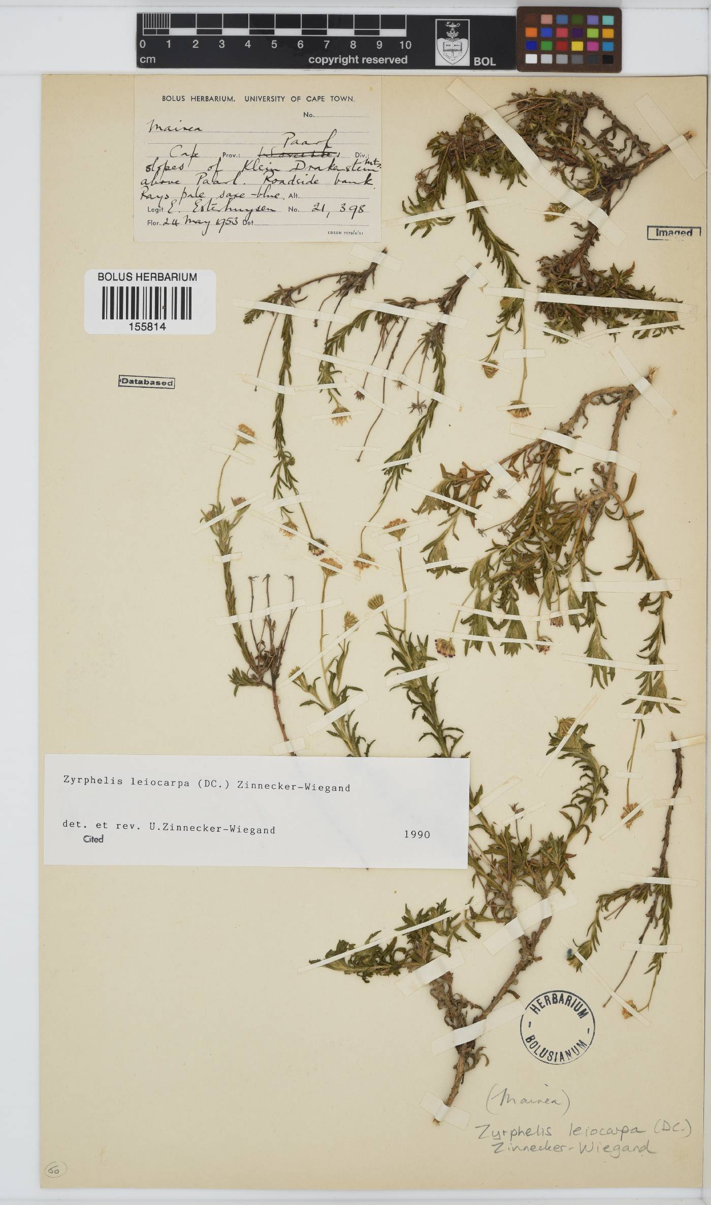 Zyrphelis leiocarpa image