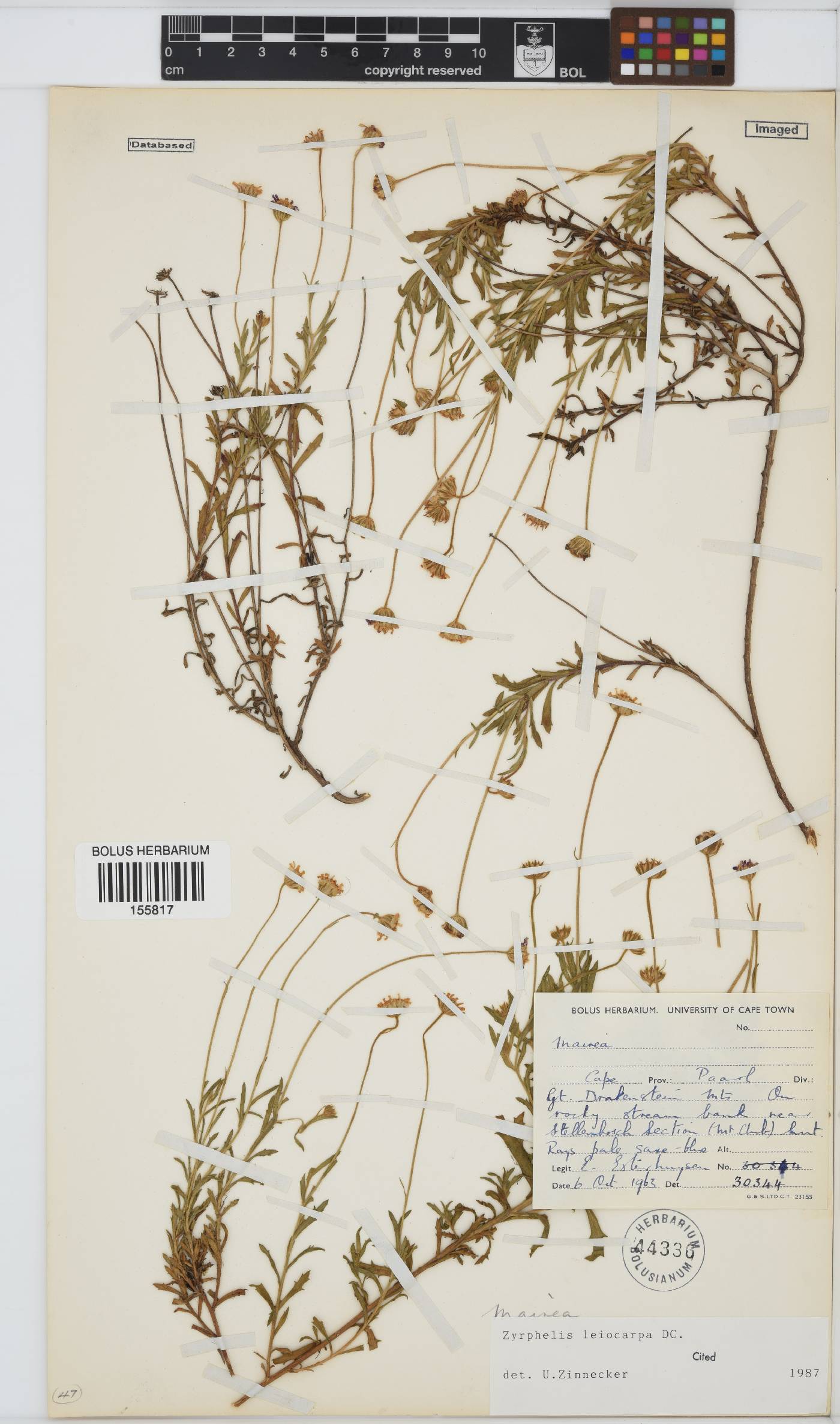 Zyrphelis leiocarpa image