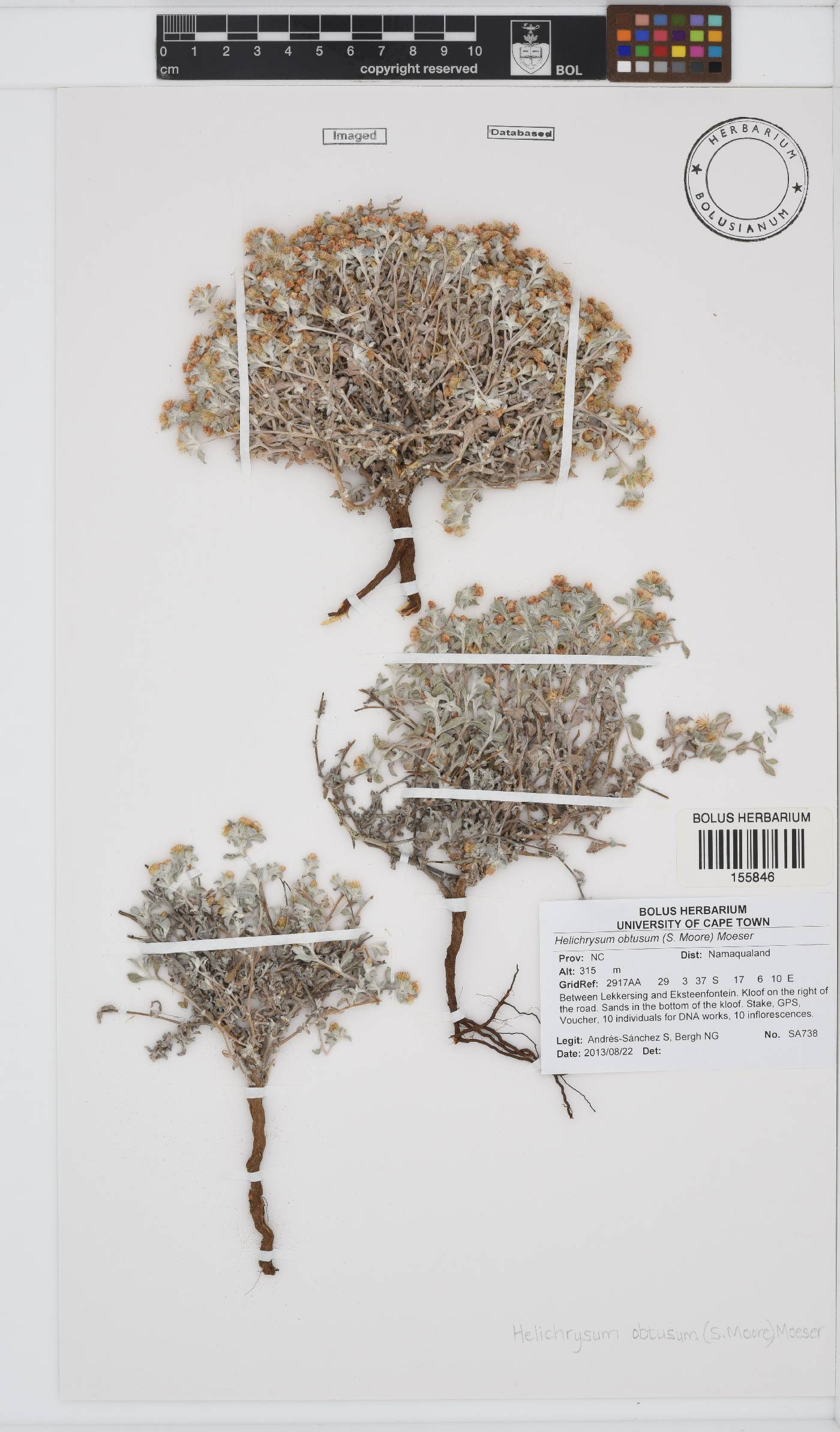Helichrysum obtusum image