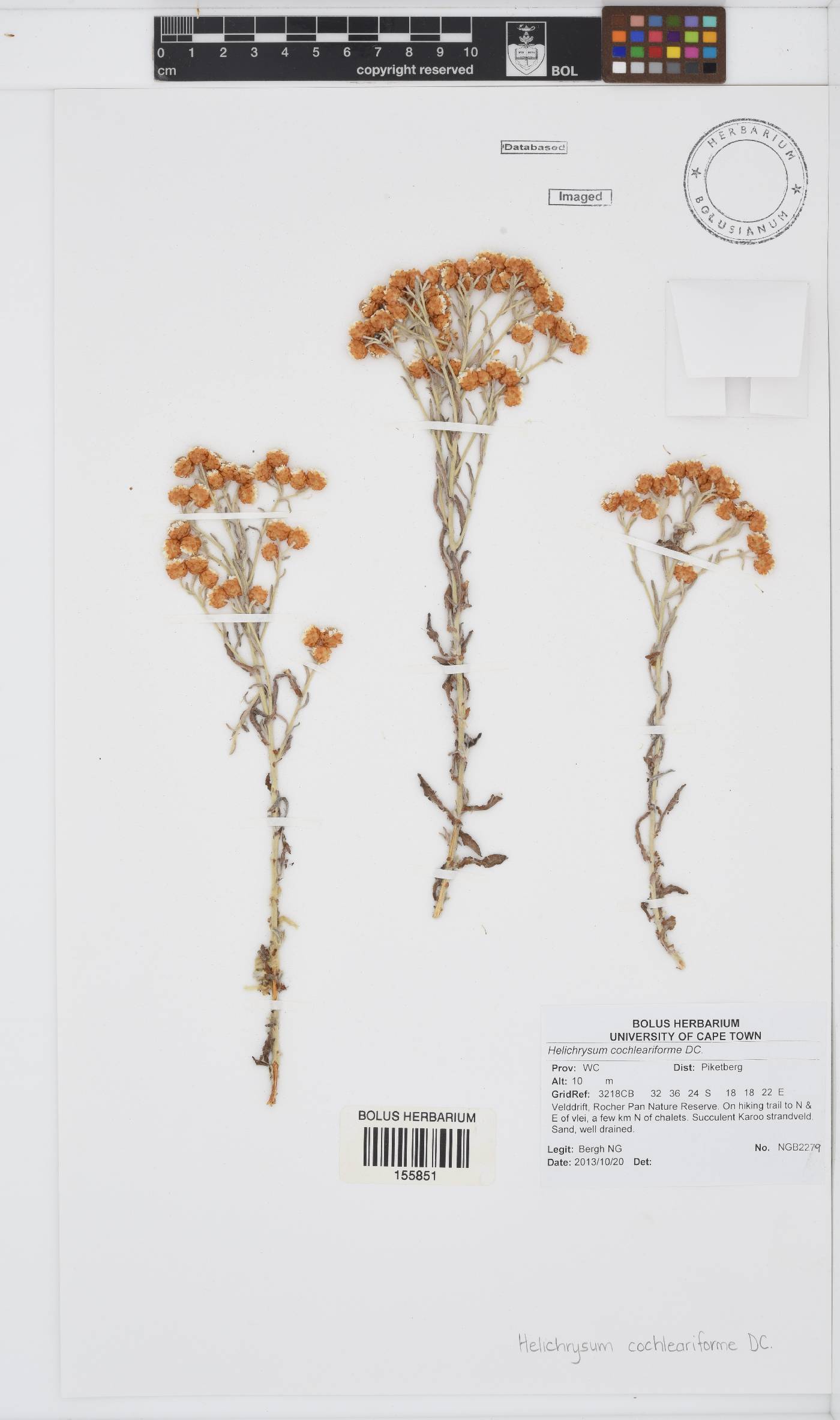Helichrysum cochleariforme image