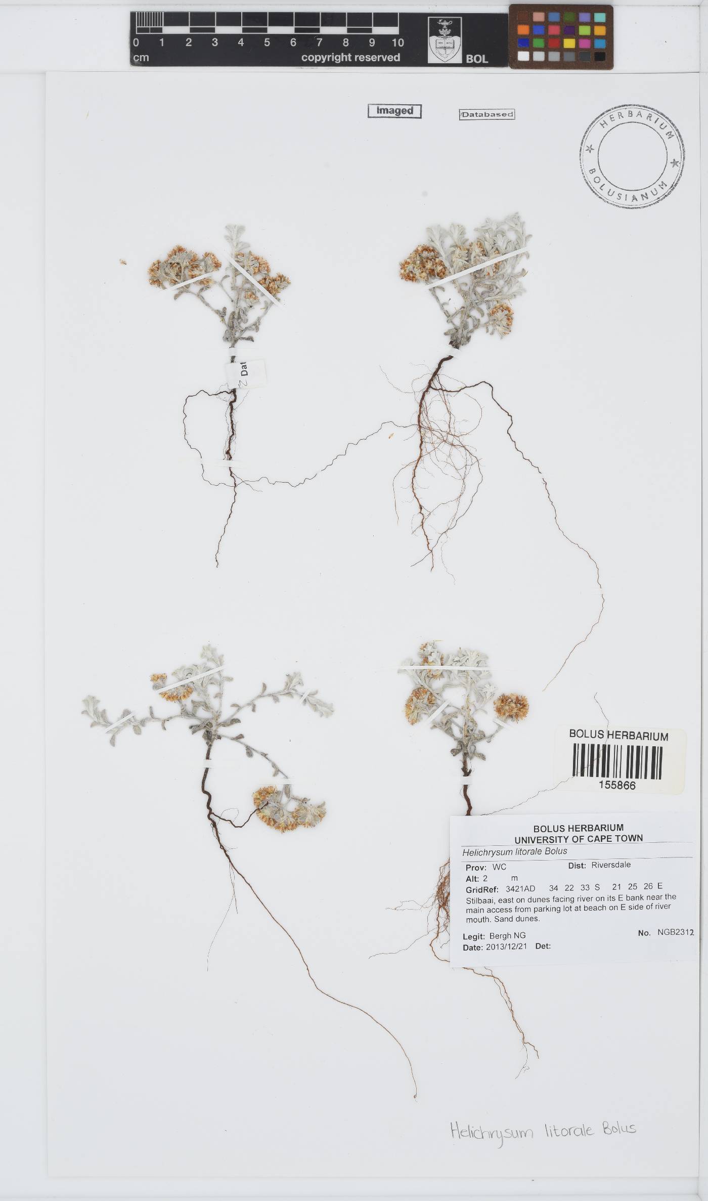 Helichrysum litorale image