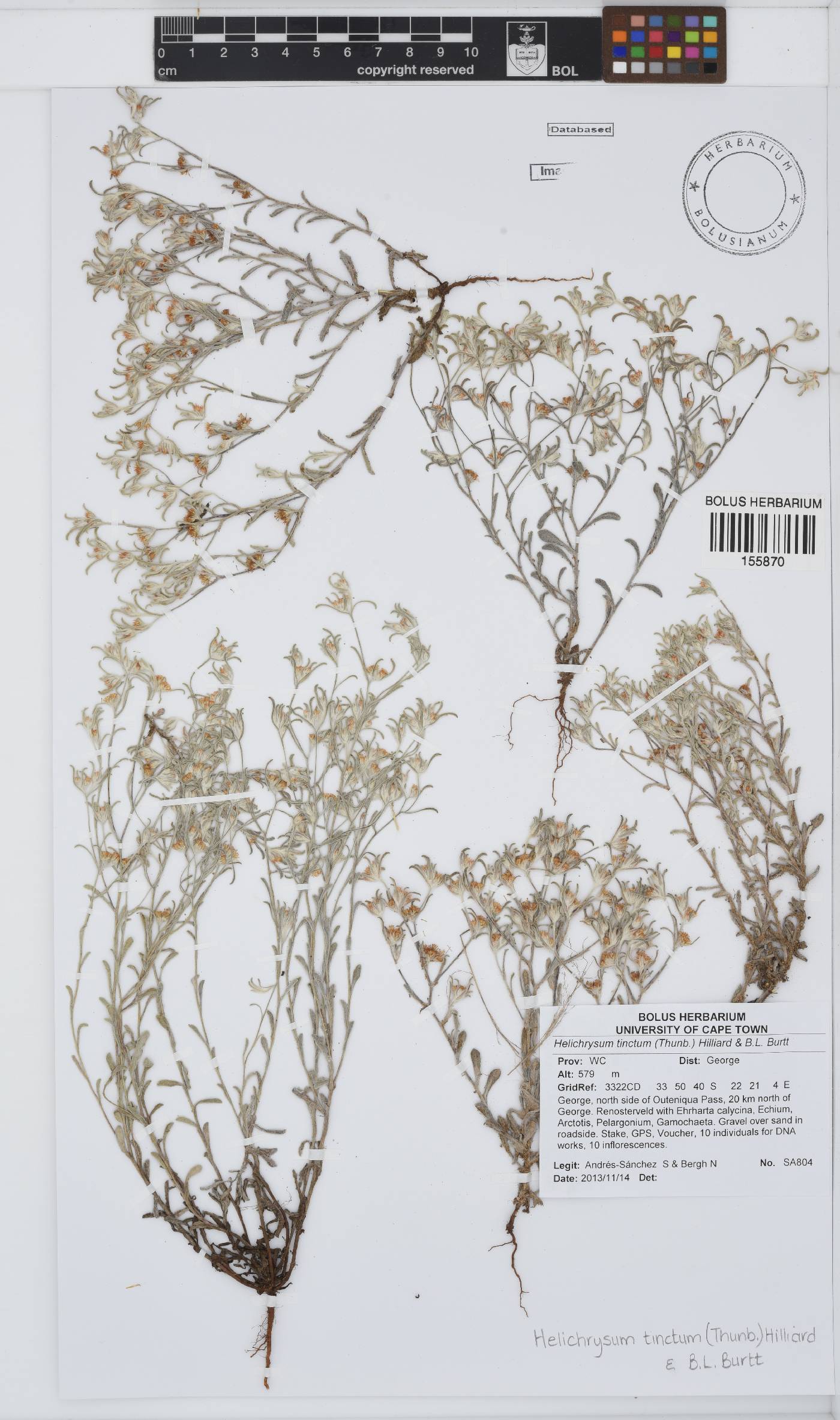 Helichrysum tinctum image