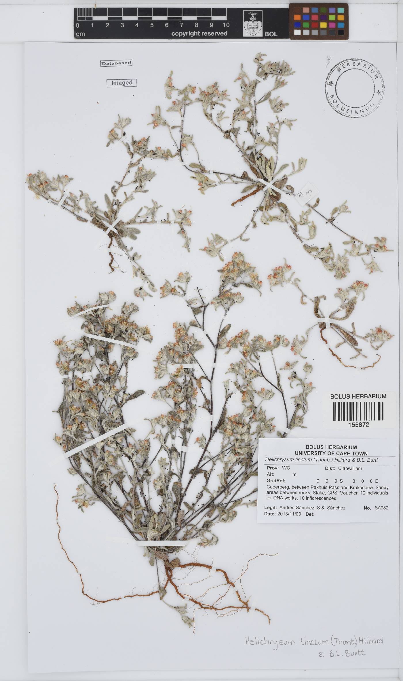 Helichrysum tinctum image