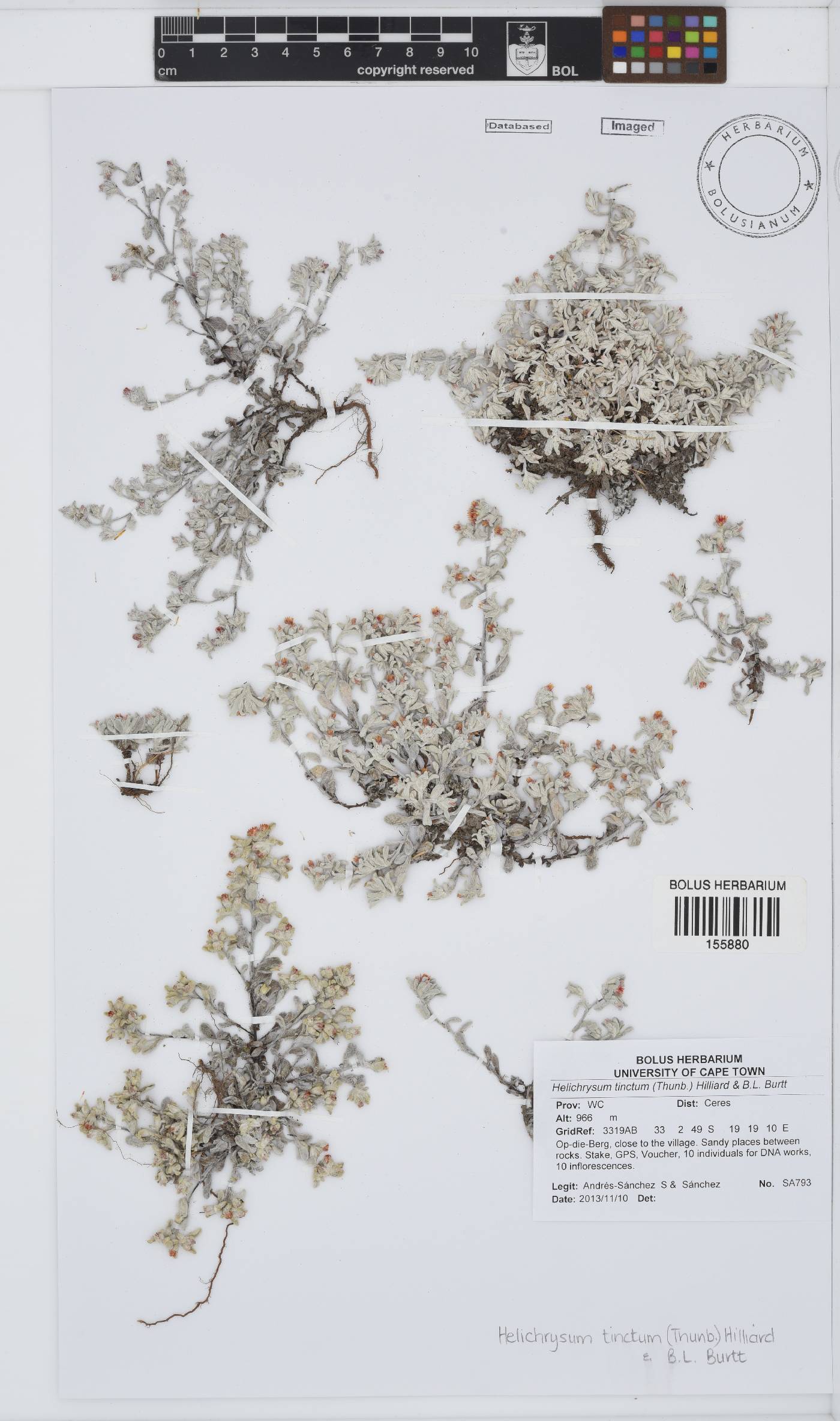 Helichrysum tinctum image