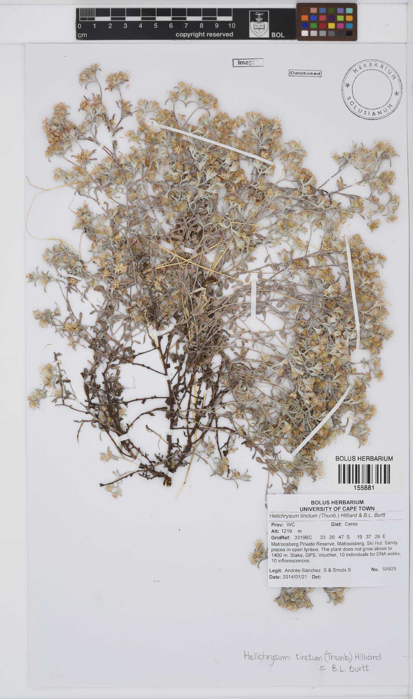 Helichrysum tinctum image