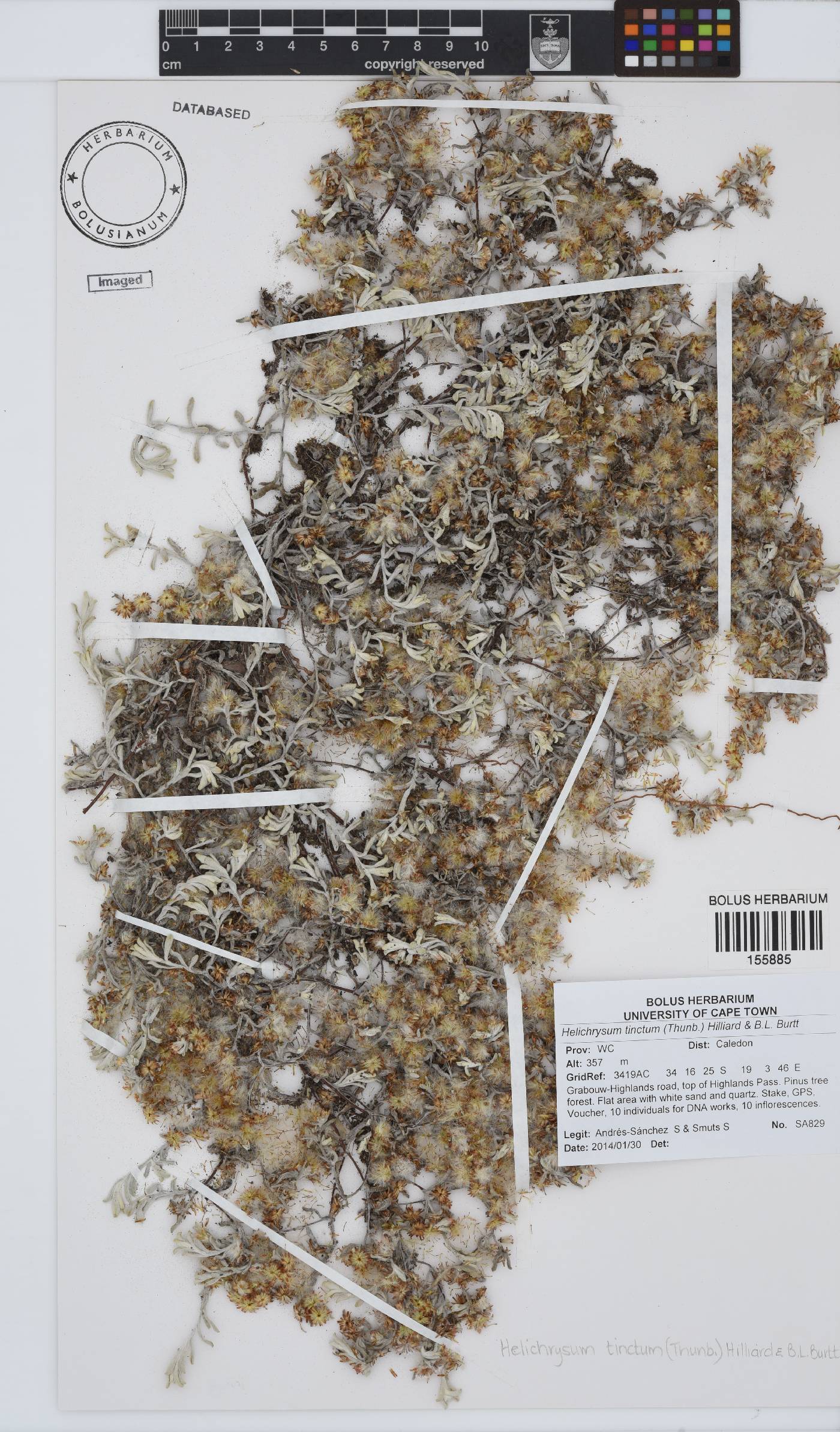 Helichrysum tinctum image