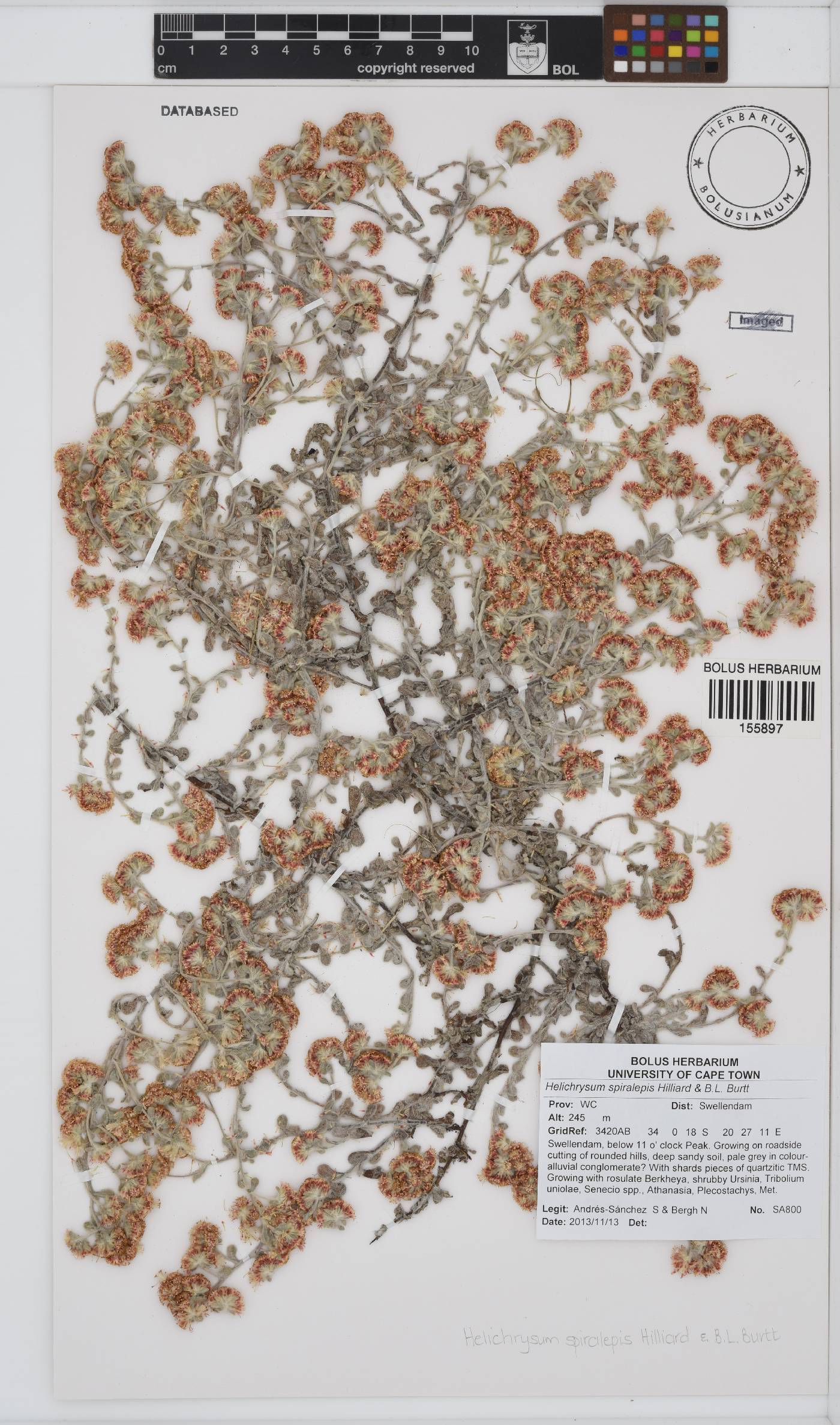 Helichrysum spiralepis image