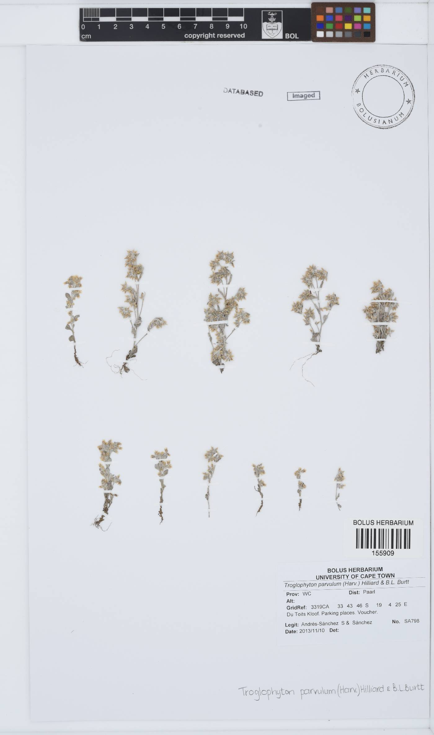 Troglophyton image