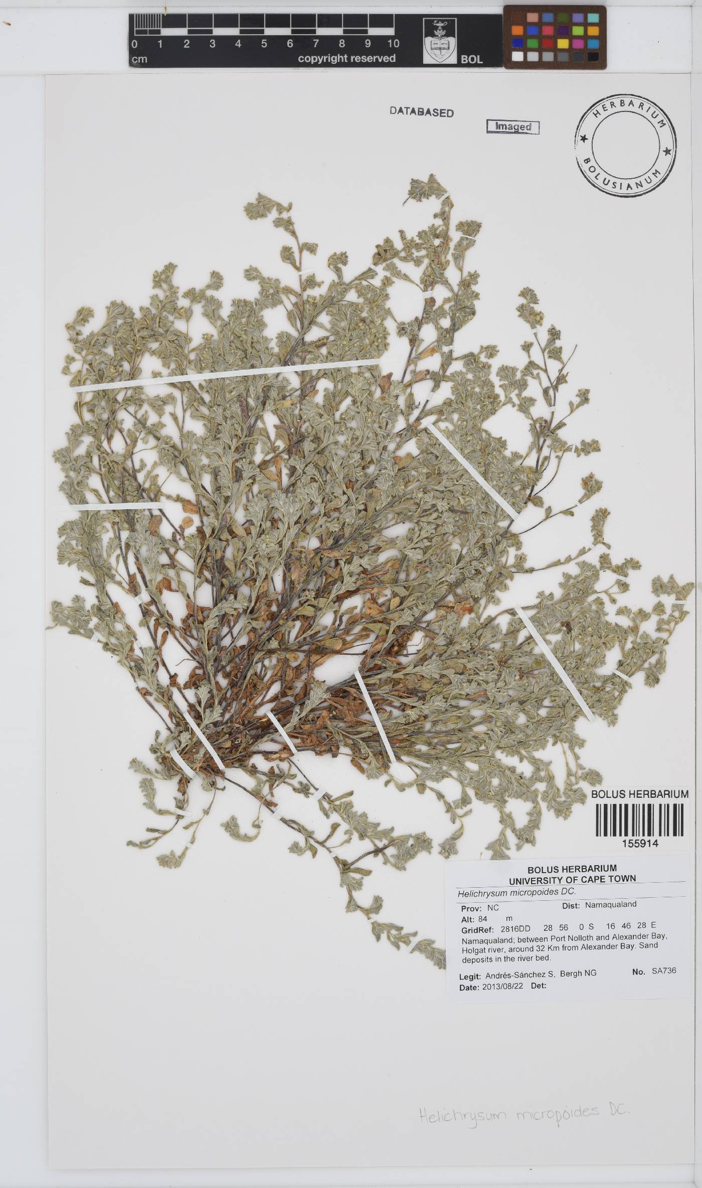 Helichrysum micropoides image