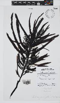 Anthophycus longifolius image