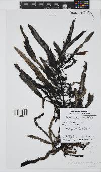 Anthophycus longifolius image