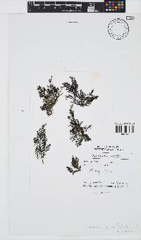 Image of Polycladia myrica