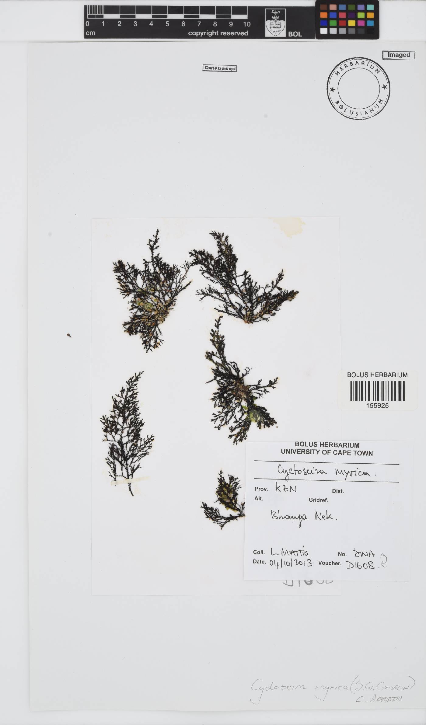 Polycladia image