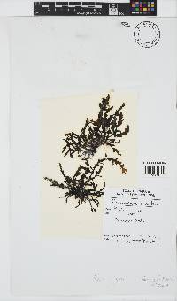 Hormophysa cuneiformis image