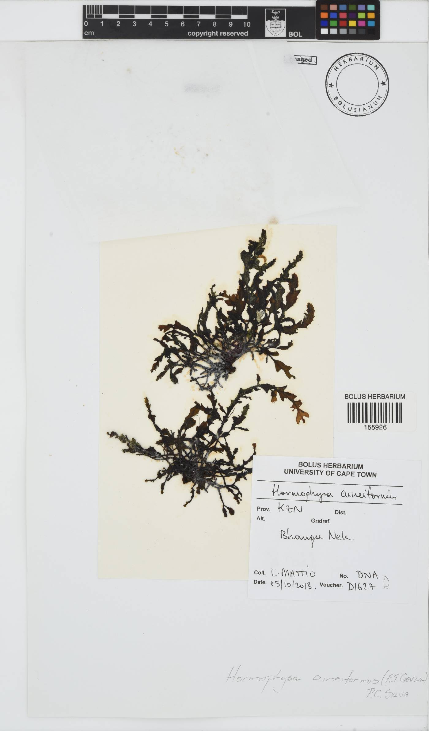 Hormophysa cuneiformis image