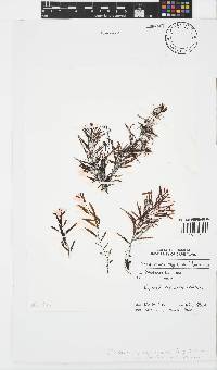 Sargassum cymosum image