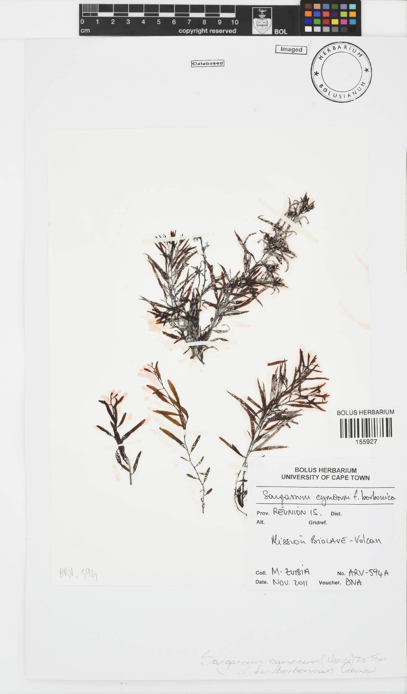 Sargassum cymosum image