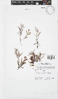Sargassum cymosum image