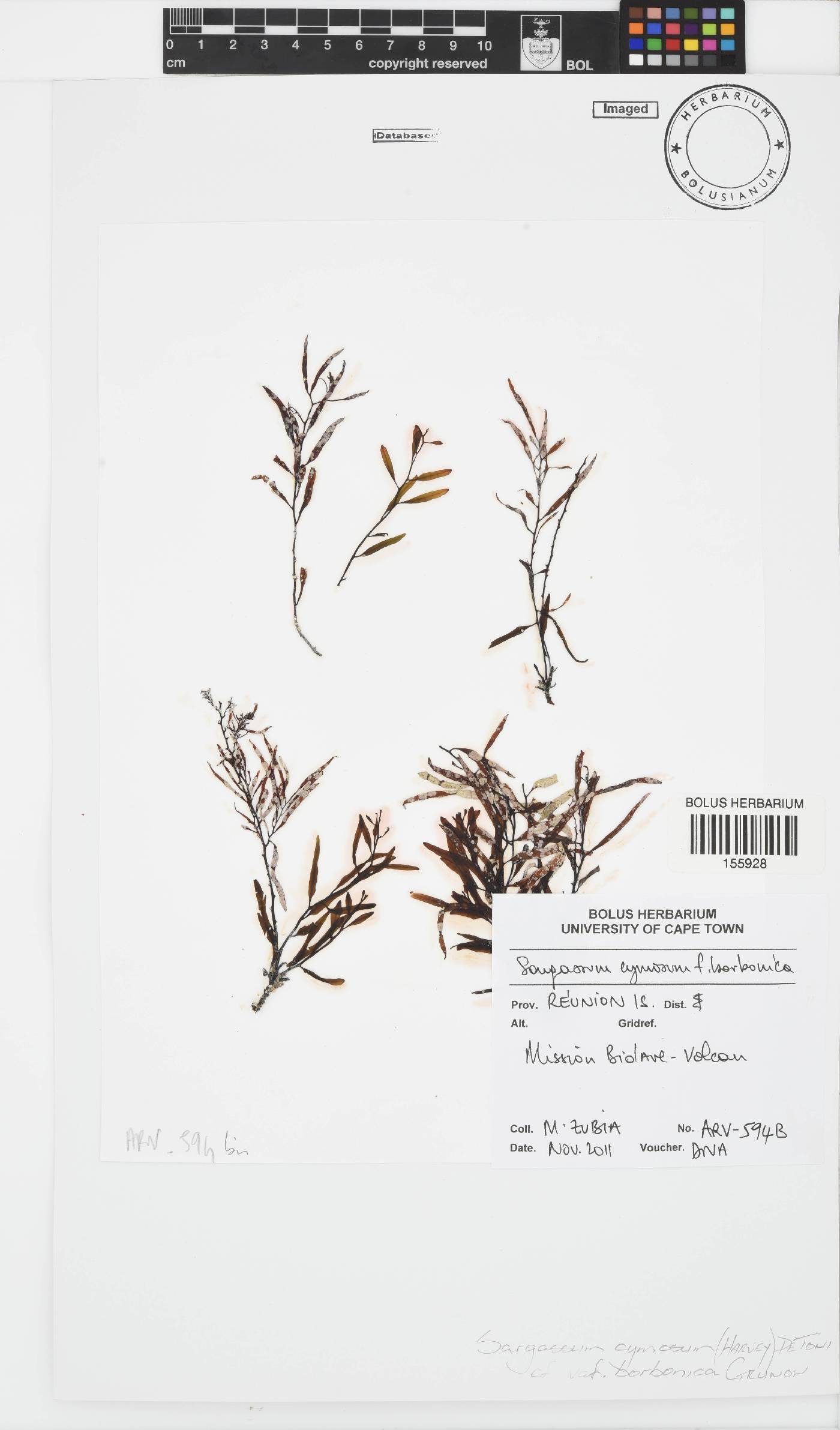 Sargassum cymosum f. borbonicum image