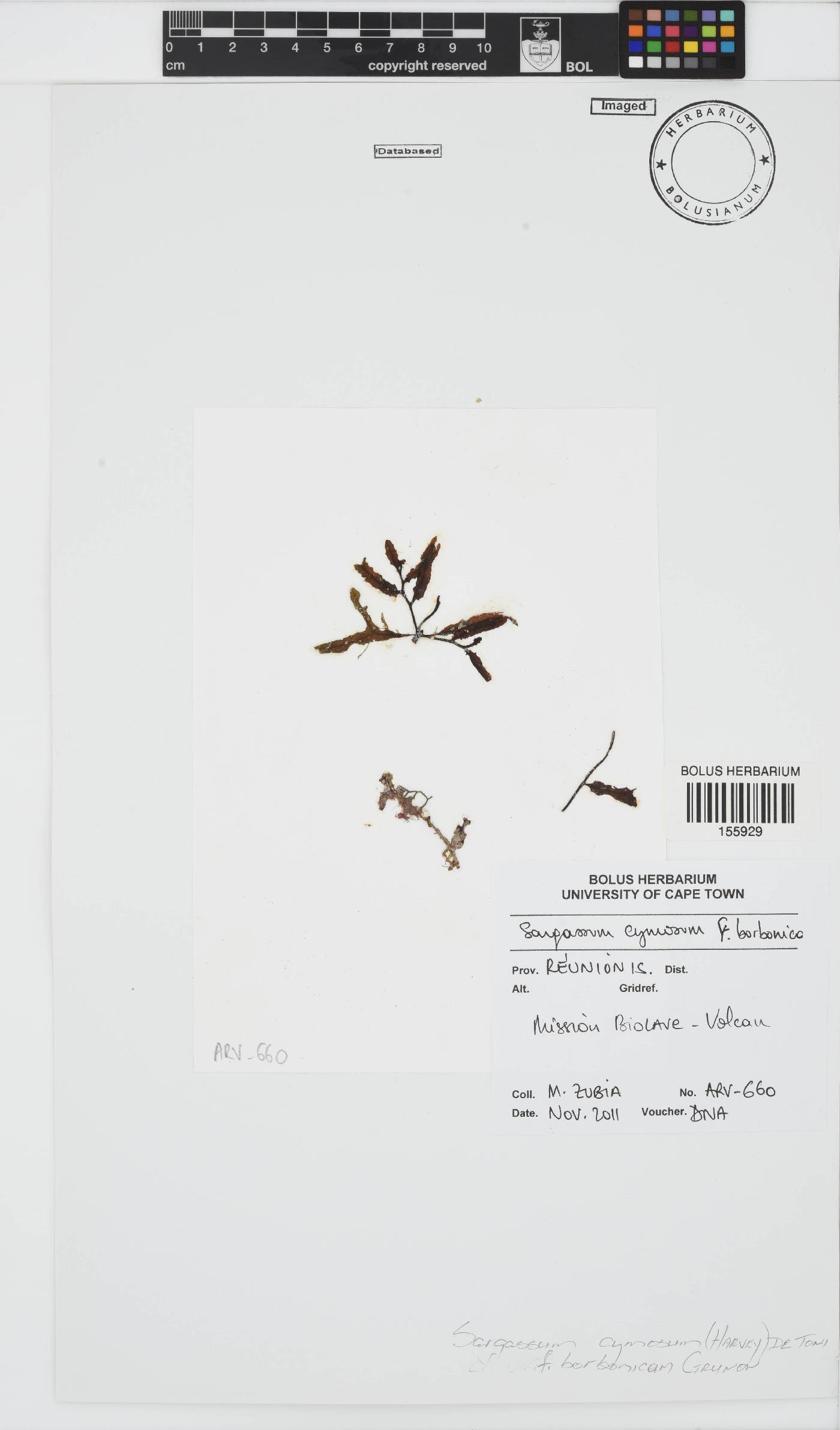 Sargassum cymosum image