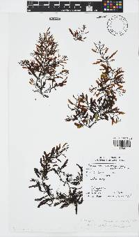 Sargassum cymosum image