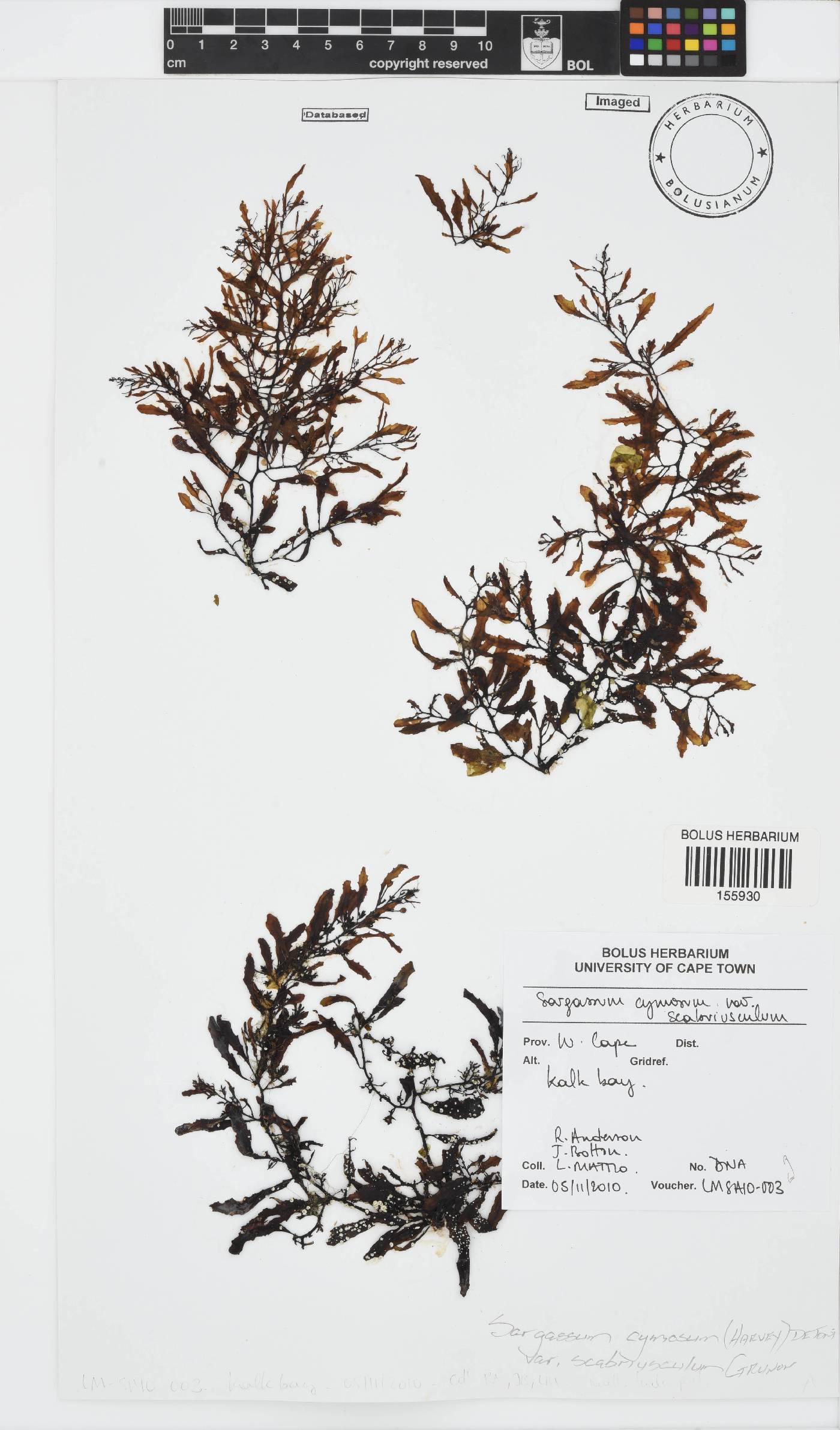 Sargassum cymosum image