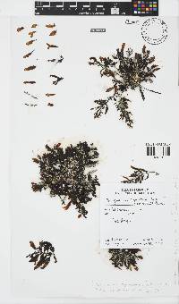 Sargassum cymosum image